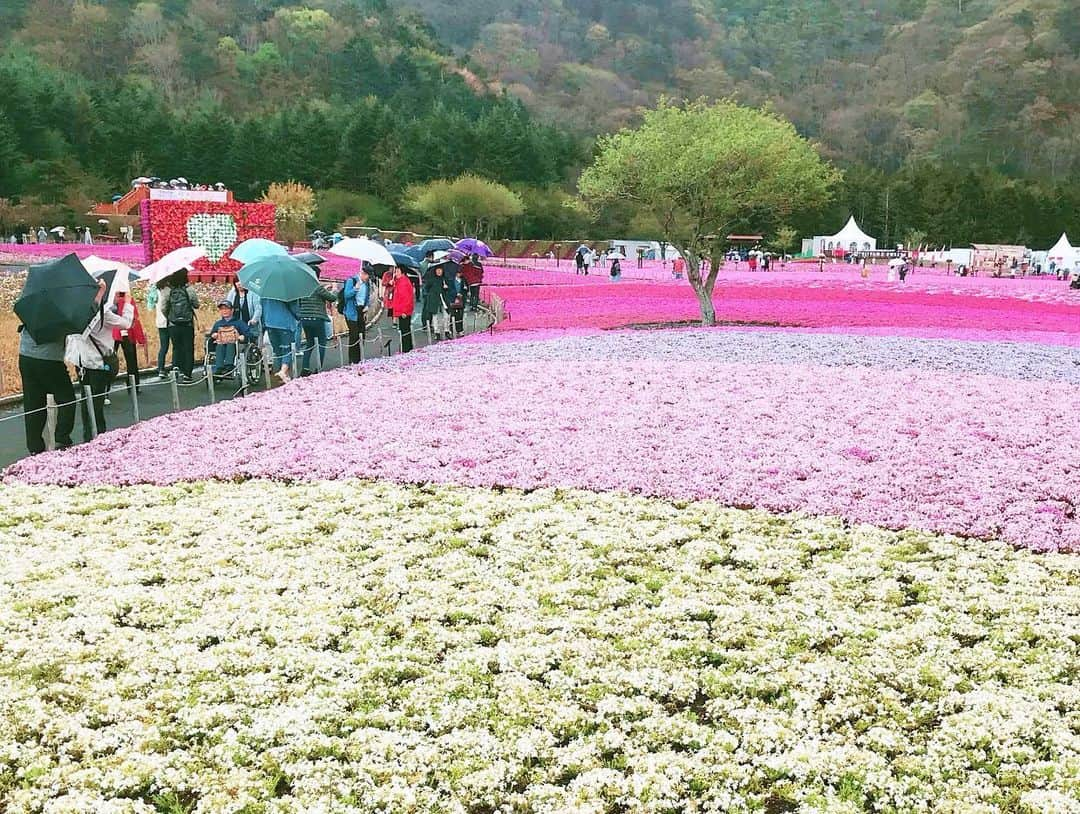 福田朱子さんのインスタグラム写真 - (福田朱子Instagram)「GW中は、特にこれといってしないのだけど、 . GW直後に、お母さんと芝桜を見に行ってきました🌸🌸 . あ、 #富士芝桜まつり は全身が覆える状態なら犬も入って⭕️ってことで、Bunnyも一緒に🐩❤️ . . お母さんが、芝桜と藤の花は、一生のうちに一回は見ておきたい！！ . と、前から言ってたの ₍ ..̮ ₎ ⁽ ˙˙̮ ⁾ . . 天気予報的にはばっちりではなかったのだけど、なんとかなるっしょ！！ . と。 . しかし、まず到着すると、 . 寒い、、、(꒦ິ⌑꒦ີ)❄️ . 二人とも春服全開だったから、 奇跡的に車にあったお父さんのダウンとジャケットを借りた！ 助かった！でもそれでも寒いくらいで、 . なんなら途中で雨降ってきたと思ったら、 雹が降ってきた！！！🌨❄️‼️ . Bunny抱えて、傘なくて、写真もバッチリ撮れてないけど、 行けてよかった ₍ ..̮ ₎ ⁽ ˙˙̮ ⁾❤️ . . #芝桜 #cherryblossom #pink #instagood #令和 #遅めのGW #まだ続くよ」5月17日 19時56分 - syuko29