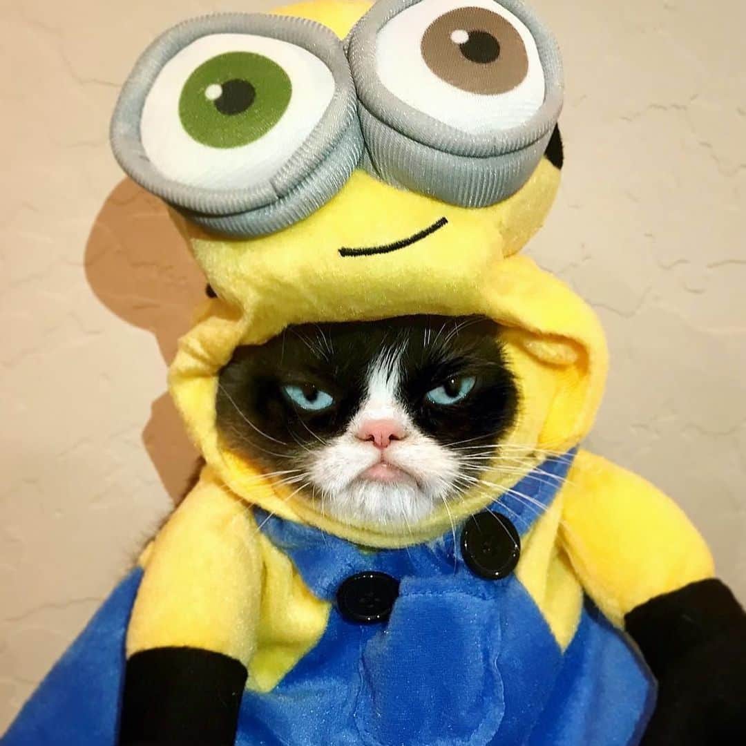 9GAGさんのインスタグラム写真 - (9GAGInstagram)「RIP Grumpy Cat. Thank you for bringing us all the memes and joy over the years. @realgrumpycat」5月17日 20時06分 - 9gag