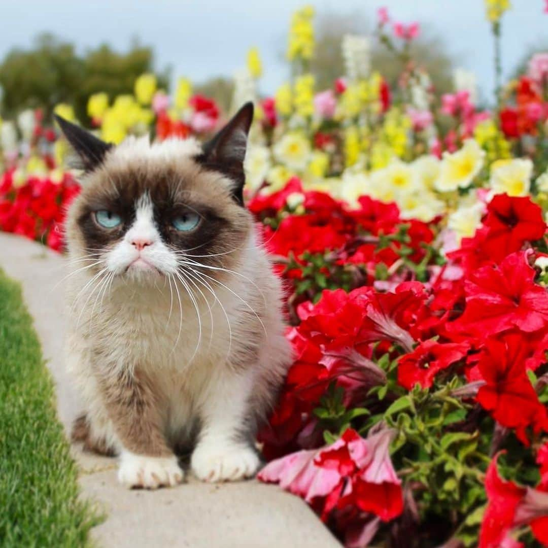 9GAGさんのインスタグラム写真 - (9GAGInstagram)「RIP Grumpy Cat. Thank you for bringing us all the memes and joy over the years. @realgrumpycat」5月17日 20時06分 - 9gag