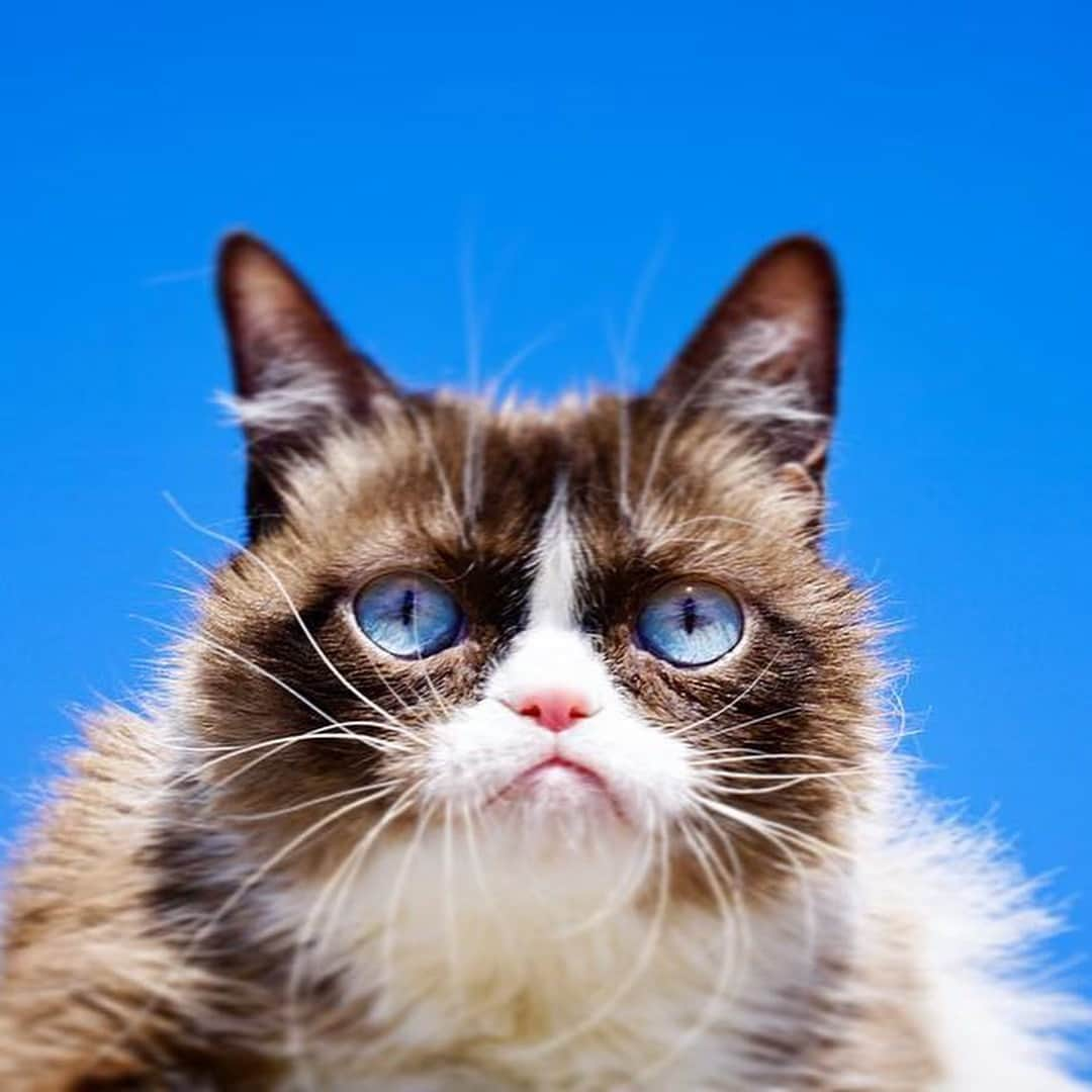 9GAGさんのインスタグラム写真 - (9GAGInstagram)「RIP Grumpy Cat. Thank you for bringing us all the memes and joy over the years. @realgrumpycat」5月17日 20時06分 - 9gag