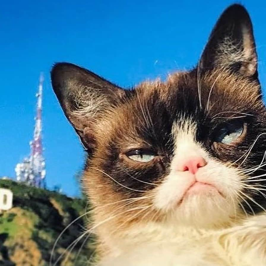 9GAGさんのインスタグラム写真 - (9GAGInstagram)「RIP Grumpy Cat. Thank you for bringing us all the memes and joy over the years. @realgrumpycat」5月17日 20時06分 - 9gag