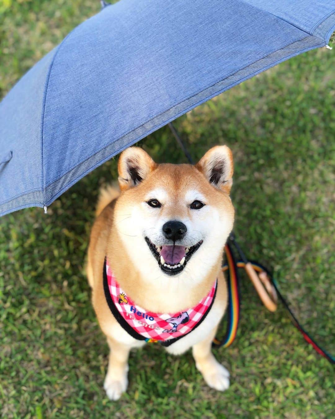 マロたんのインスタグラム：「あちー #shiba #shibainu」