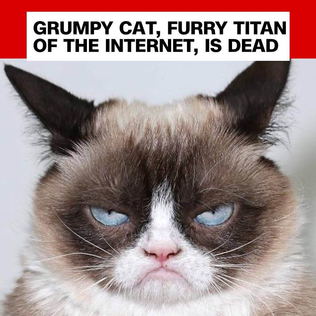 CNNさんのインスタグラム写真 - (CNNInstagram)「Grumpy Cat, arguably the internet's most popular cat and one of its first viral memes, has died at age 7. "Despite care from top professionals, as well as from her very loving family, Grumpy encountered complications from a recent urinary tract infection that unfortunately became too tough for her to overcome," Grumpy Cat's owner said. The cat's real name was Tardar Sauce and she had feline dwarfism. This, her owners said, probably accounted for her distinctive facial features and small size. Her fame may have started on Reddit, but she became such a cultural phenomenon that she inspired art projects, perfumes, merchandise, Skechers shoes, comics and even a "Grumppuccino" coffee. At the time of her death, #grumpycat had 1.5 million followers on Twitter, 2.4 million on Instagram and 8.5 million on Facebook. "Grumpy Cat has helped millions of people smile all around the world -- even when times were tough. Her spirit will continue to live on through her fans everywhere," her owners said. (📸: David Livingston/Getty Images)」5月17日 20時20分 - cnn