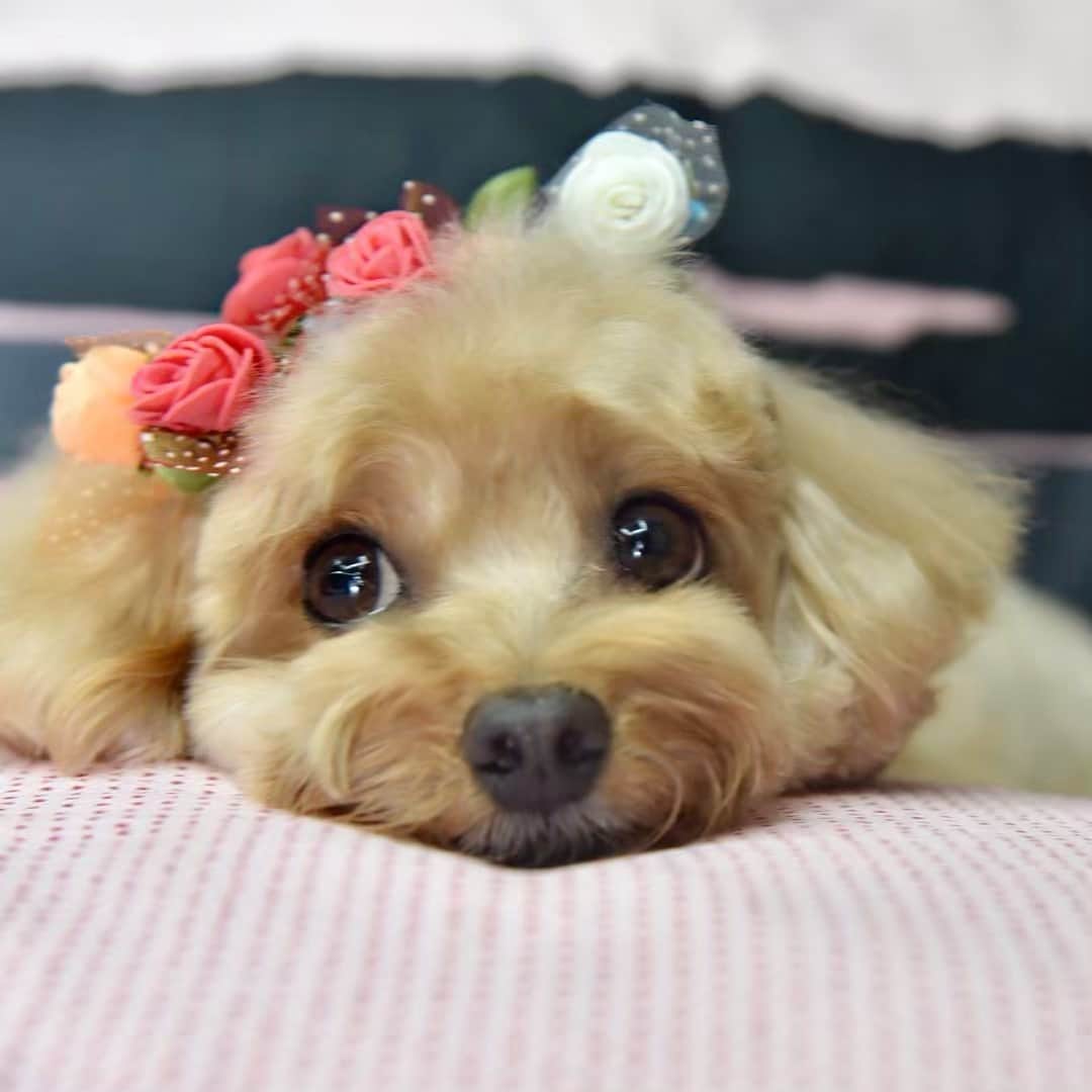 Truffle??松露?トリュフさんのインスタグラム写真 - (Truffle??松露?トリュフInstagram)「📆(17May19) 🤔hmmm wondering what’s the plan my pawrents have for me on this long weekend 💞😊 #happyweekend #thanksgodisfriday #ilovelongweekends」5月17日 20時17分 - trufflethetrouble
