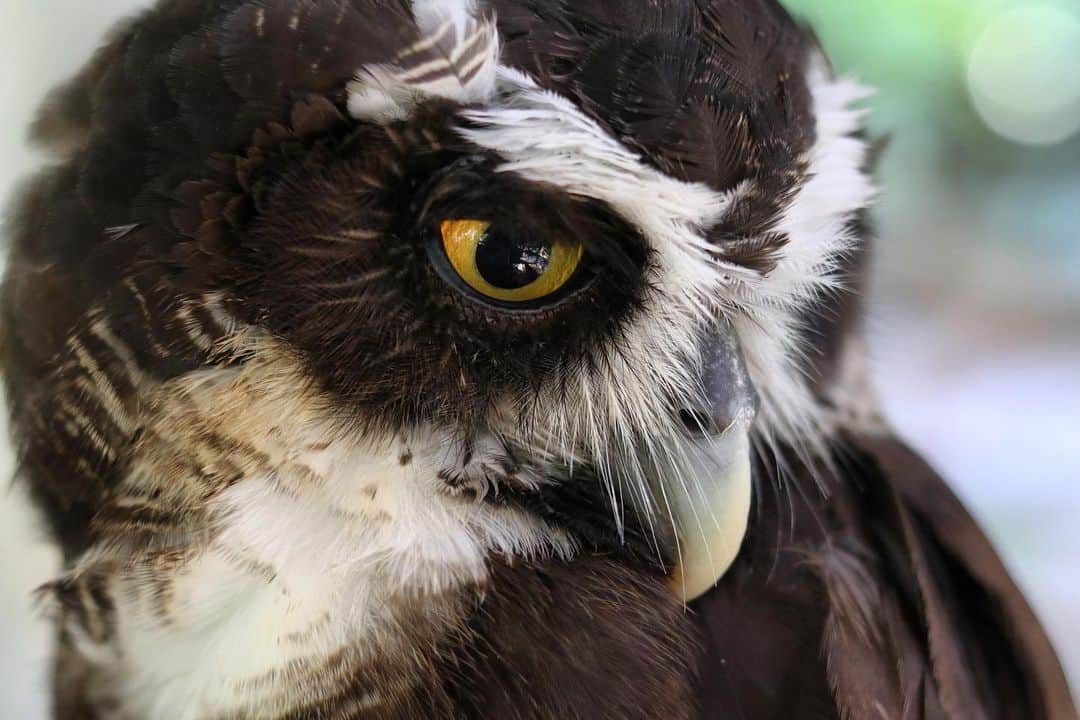 Zoological Wildlife Foundationさんのインスタグラム写真 - (Zoological Wildlife FoundationInstagram)「Rogue’s look is captivating🦉 Spectacled owls have an unmistakable face pattern. Light circles around their yellow eyes give them the appearance of wearing spectacles, thus their name!  #spectacledowl #owl #conservation #zwfmiami #zwf」5月17日 20時24分 - zwfmiami