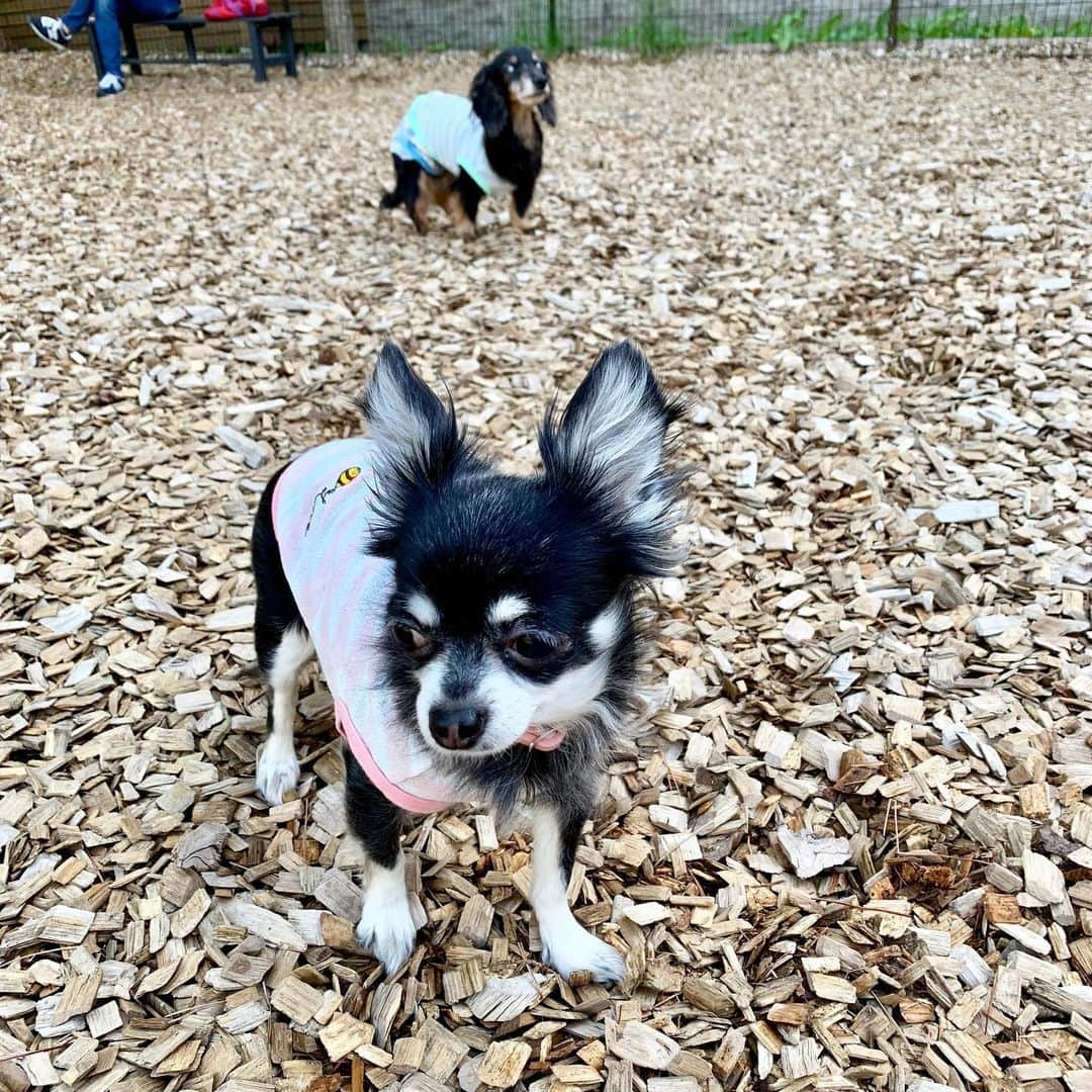 中野公美子さんのインスタグラム写真 - (中野公美子Instagram)「温泉には、オリオンとルーナも一緒に🐶🐶💕 ドッグランで歩いたり (にぴきとも走らないw)、 お食事もわんこ達も一緒に出来るので(写真4枚目) 他の宿泊の皆さんもわんちゃん連れで、 わんこパラダイスでした☺🐶🐩🐕️💕 お互いわんこ連れなので、 お隣りの席の方ともお話したりして楽しいひと時でした😊 お食事も美味しかった😋 (メインのお肉を撮り忘れたw) みんなで旅行に行けるの最高💖 楽しかった🥰  #家族旅行#温泉#わんことお出かけ #ドッグラン #ミニチュアダックスフンド#19歳 #チワワ#9歳 #シニア犬#シニア犬19歳 #miniaturedachshund  #chihuahua #レジーナリゾート #アラフォー」5月17日 11時31分 - kumikorion