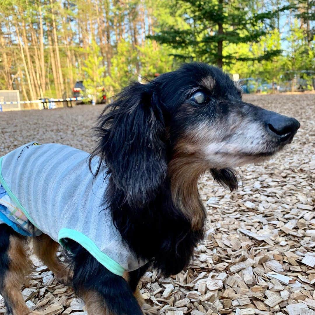 中野公美子さんのインスタグラム写真 - (中野公美子Instagram)「温泉には、オリオンとルーナも一緒に🐶🐶💕 ドッグランで歩いたり (にぴきとも走らないw)、 お食事もわんこ達も一緒に出来るので(写真4枚目) 他の宿泊の皆さんもわんちゃん連れで、 わんこパラダイスでした☺🐶🐩🐕️💕 お互いわんこ連れなので、 お隣りの席の方ともお話したりして楽しいひと時でした😊 お食事も美味しかった😋 (メインのお肉を撮り忘れたw) みんなで旅行に行けるの最高💖 楽しかった🥰  #家族旅行#温泉#わんことお出かけ #ドッグラン #ミニチュアダックスフンド#19歳 #チワワ#9歳 #シニア犬#シニア犬19歳 #miniaturedachshund  #chihuahua #レジーナリゾート #アラフォー」5月17日 11時31分 - kumikorion