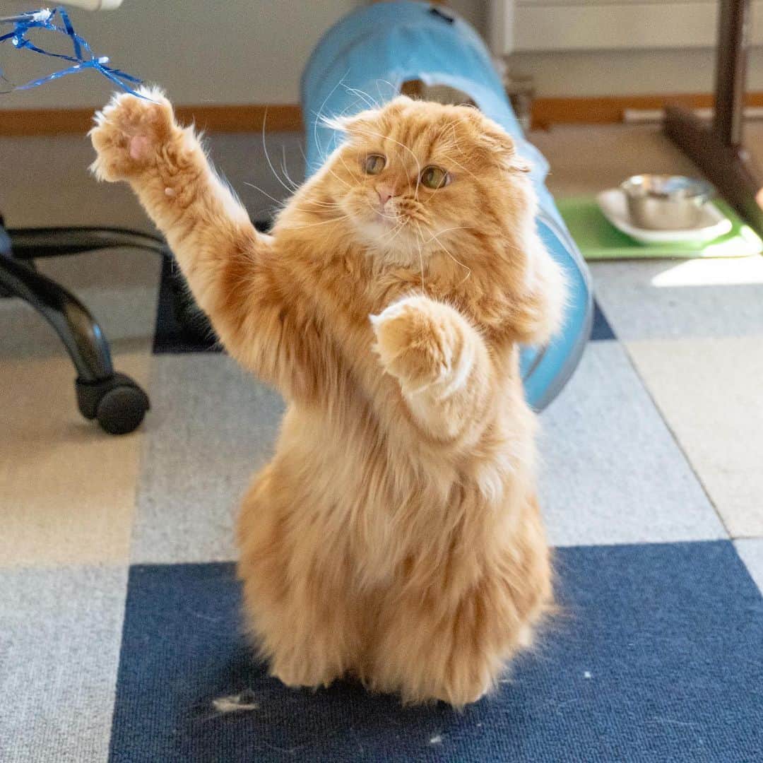 マアルのインスタグラム：「摩耶ちゃん #🐱 #猫好きさんと繋がりたい #北海道 #旭川市 #ペットホテル #スコッティッシュフォールド」