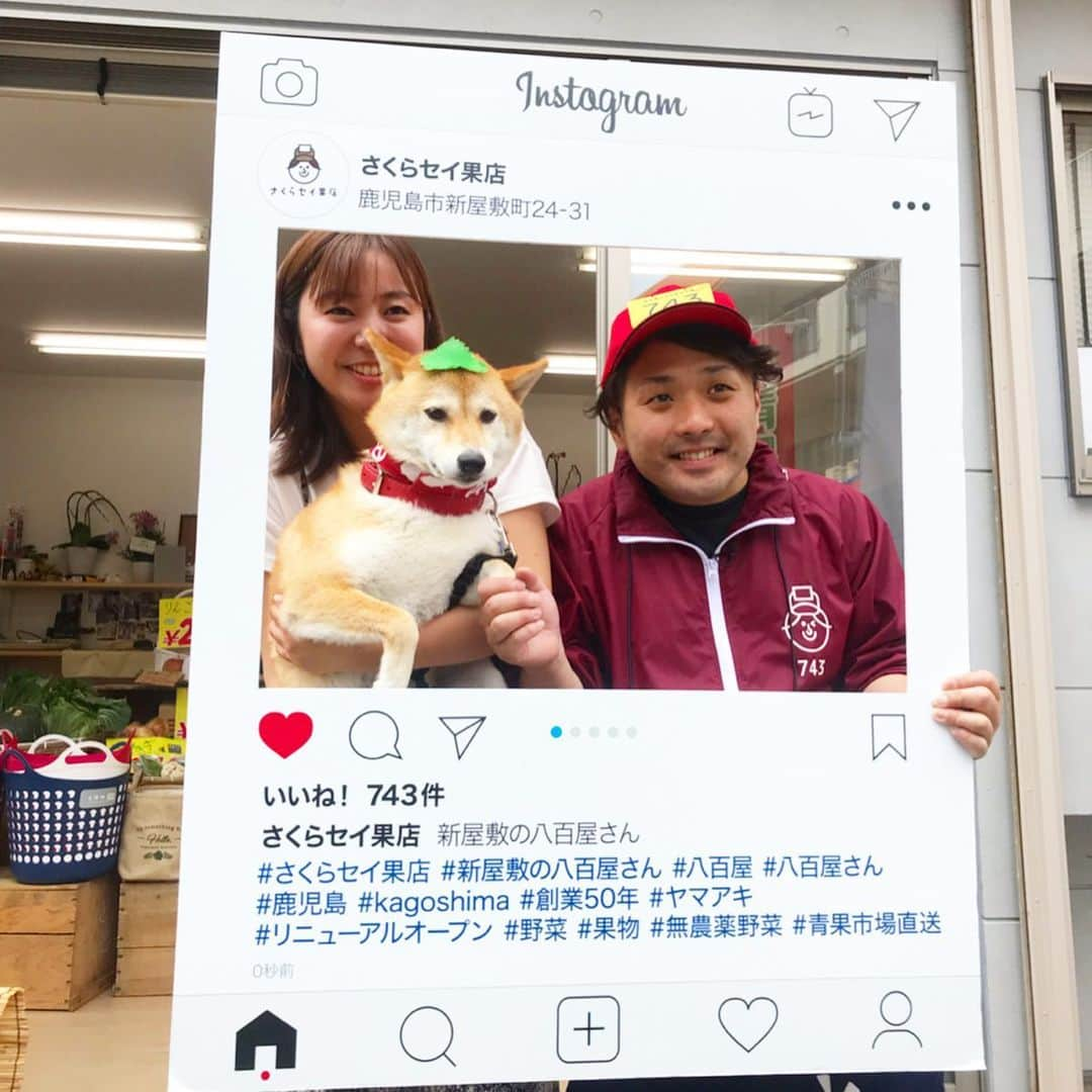 柴犬ハル&保護犬すずさんのインスタグラム写真 - (柴犬ハル&保護犬すずInstagram)「📺 . 「おかーしゃーんーー！ 明日のシソくん散歩は、、、 泣けるよね〜泣くよね〜〜」 . 泣ける理由はまだ秘密ですが、、、 明日の朝9:30放送の @planaviplus  シソくん散歩、、、 おかーしゃーんー、 泣いちゃうかもしれない〜〜😧😧 . とはいえ、撮影楽しかったー！ お洒落なカフェや、面白いお兄さんがいる青果店にお邪魔してきたよ🧚‍♀️ 青果店にインスタのフレームあるって 斬新で楽しすぎる😍😍 . #ハルもフレーム入ってきたよ #放送は明日の朝9時半からKKBだよ #泣ける理由は、、、、 #明日明らかにーー！ #明日観れる方は絶対観てほしいです❤️ #ぷらナビ . #柴犬#柴#kagoshima#dog#puppy#shibainu#shibastagram#いぬバカ部#family#鹿児島#赤柴#雑種#天文館#日本犬#保護犬を家族に#シソくん散歩」5月17日 12時00分 - haruharu040777