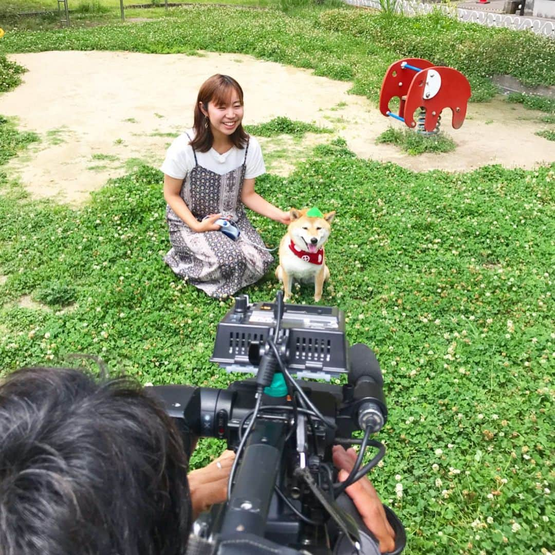 柴犬ハル&保護犬すずさんのインスタグラム写真 - (柴犬ハル&保護犬すずInstagram)「📺 . 「おかーしゃーんーー！ 明日のシソくん散歩は、、、 泣けるよね〜泣くよね〜〜」 . 泣ける理由はまだ秘密ですが、、、 明日の朝9:30放送の @planaviplus  シソくん散歩、、、 おかーしゃーんー、 泣いちゃうかもしれない〜〜😧😧 . とはいえ、撮影楽しかったー！ お洒落なカフェや、面白いお兄さんがいる青果店にお邪魔してきたよ🧚‍♀️ 青果店にインスタのフレームあるって 斬新で楽しすぎる😍😍 . #ハルもフレーム入ってきたよ #放送は明日の朝9時半からKKBだよ #泣ける理由は、、、、 #明日明らかにーー！ #明日観れる方は絶対観てほしいです❤️ #ぷらナビ . #柴犬#柴#kagoshima#dog#puppy#shibainu#shibastagram#いぬバカ部#family#鹿児島#赤柴#雑種#天文館#日本犬#保護犬を家族に#シソくん散歩」5月17日 12時00分 - haruharu040777