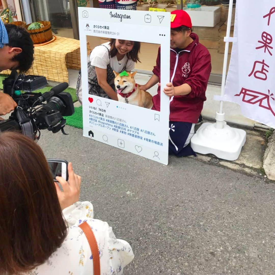 柴犬ハル&保護犬すずさんのインスタグラム写真 - (柴犬ハル&保護犬すずInstagram)「📺 . 「おかーしゃーんーー！ 明日のシソくん散歩は、、、 泣けるよね〜泣くよね〜〜」 . 泣ける理由はまだ秘密ですが、、、 明日の朝9:30放送の @planaviplus  シソくん散歩、、、 おかーしゃーんー、 泣いちゃうかもしれない〜〜😧😧 . とはいえ、撮影楽しかったー！ お洒落なカフェや、面白いお兄さんがいる青果店にお邪魔してきたよ🧚‍♀️ 青果店にインスタのフレームあるって 斬新で楽しすぎる😍😍 . #ハルもフレーム入ってきたよ #放送は明日の朝9時半からKKBだよ #泣ける理由は、、、、 #明日明らかにーー！ #明日観れる方は絶対観てほしいです❤️ #ぷらナビ . #柴犬#柴#kagoshima#dog#puppy#shibainu#shibastagram#いぬバカ部#family#鹿児島#赤柴#雑種#天文館#日本犬#保護犬を家族に#シソくん散歩」5月17日 12時00分 - haruharu040777