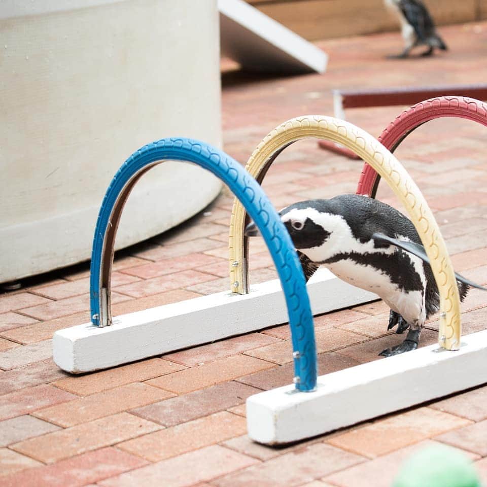 アクアパーク品川のインスタグラム