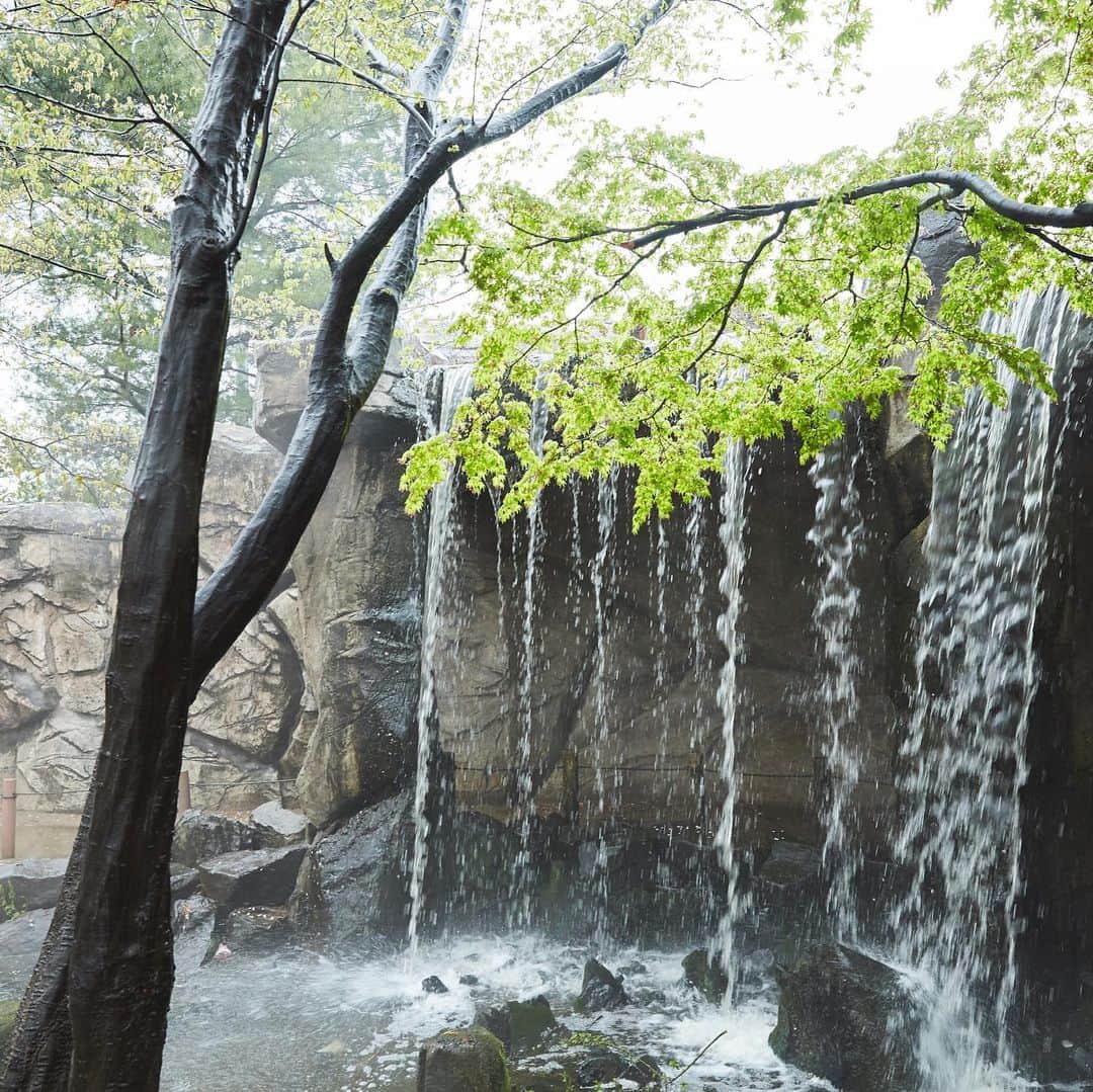 東京メトロ/Find my Tokyo.さんのインスタグラム写真 - (東京メトロ/Find my Tokyo.Instagram)「【challenge521】140種8100株のしょうぶを見よう！ その昔、野生のノハナショウブが多数咲き誇っていたしょうぶ沼公園一帯。公園の名前の由来も、旧地名である菖蒲沼耕地を残したいとの地元の方々の願いから名付けられたんだそう。公園にある5つの菖蒲田（しょうぶた）には、江戸系を中心とした140品種、約8,100株のハナショウブが毎年咲き誇り、訪れる人を楽しませてくれます。見頃は6月上旬から中旬にかけて。ピクニックがてら、是非訪れてみてくださいね。  #北綾瀬 #しょうぶ沼公園 #ピクニック #東京絶景 #健康で文化的な生活 #花に心を洗われる #そんな休日 #flower  #心のお洗濯 #findmytokyo #東京メトロ 【あなたのFind my Tokyo.を共有しよう】 ※参加方法が変わりました※ Find my Tokyo.ではあなたが見つけたさまざまな東京の街の「好き」を募集中！「#findmytokyo」をつけて投稿されたお写真をリポストさせていただきます。 . どこ行こう？と迷ったら #findmytokyo をチェック！」5月17日 12時22分 - challenge_find_my_tokyo