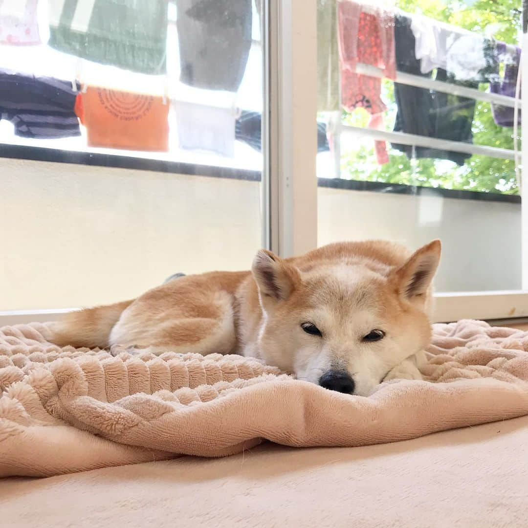 柴犬リリコさんのインスタグラム写真 - (柴犬リリコInstagram)「Kちゃま🧒🏻初のヘアカットから10週間💇🏻‍♀️ハサミを✂️を入れていない赤ちゃんの毛先は一生に一度のものなので、捨てるのが名残惜しく注文した誕生筆🖌やっと届いた〜🥰 #スワイプしてね ※ 換毛期にブラッシングで抜けた柴犬の毛を、捨てるのがなんだか名残惜しいと思う気持ちとよく似ています（笑） #誕生筆 #誕生記念筆」5月17日 12時26分 - ke_rock_