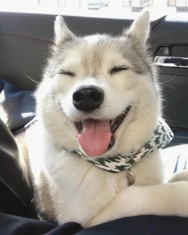 husky and malamuteのインスタグラム：「What a happy face.😍😍😛 Video from @kleekai_luna」