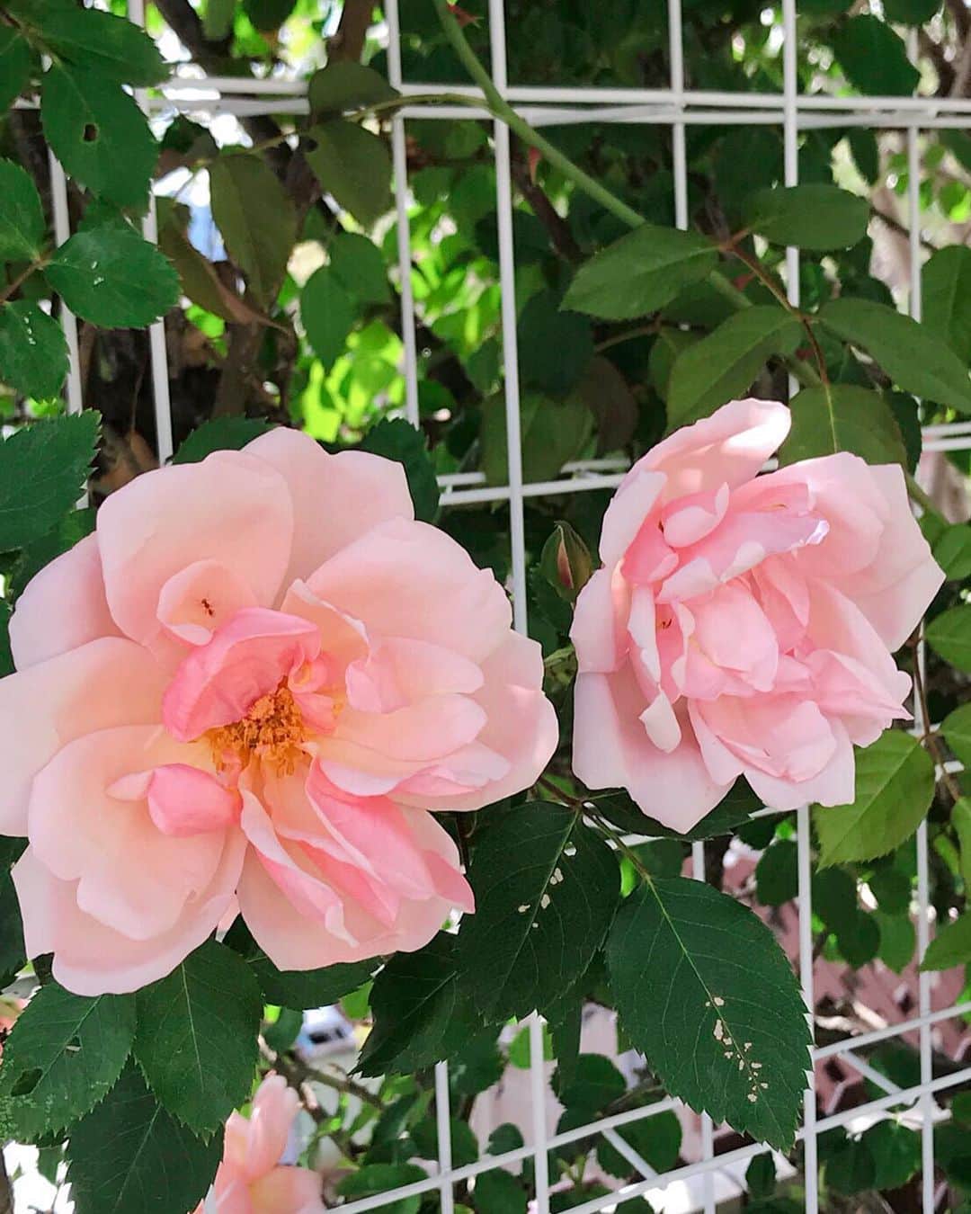 キャシー中島さんのインスタグラム写真 - (キャシー中島Instagram)「* 我が家のバラがたくさん咲きました。 ハルコは水遊びの季節の到来に 大喜び❣️」5月17日 12時35分 - official_kathynakajima