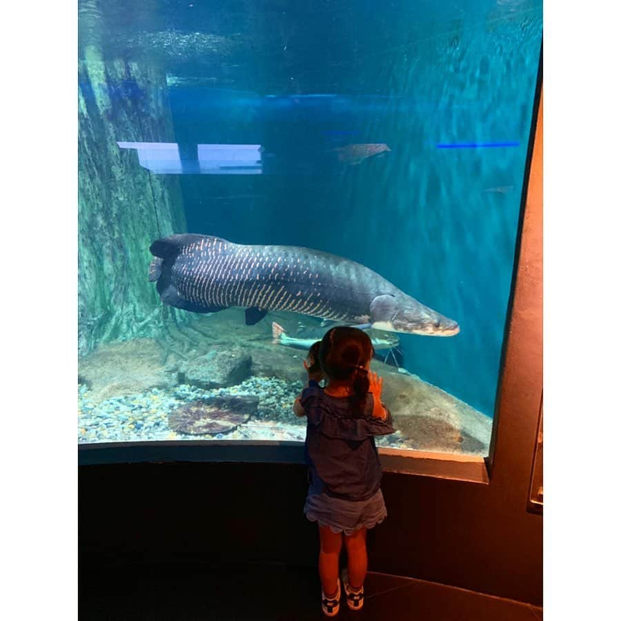 中村明花さんのインスタグラム写真 - (中村明花Instagram)「. マレーシアではAquaria KLCCという水族館に行ってきました𓆡﻿ ﻿ 水槽トンネルではベルトコンベアの上に乗って移動させてくれるのも面白かった♪﻿ ﻿ 娘も大興奮で、触ったり見たり、CGの動物とたわむれたり（←ハイテクだった）と終始大興奮✩﻿ ﻿ ﻿ とっても楽しんでいたので、﻿ せっかくだし記念にお土産コーナーで何か1つ買っていいよと言って娘が選んだのが最後の写真。﻿ ﻿ いやいやチョイスおかしいでしょ( ・∇・)﻿ ﻿ ﻿ #1回も見てない恐竜﻿ #なぜ（笑）﻿ #お魚さんに喜んでた気持ちどこいった﻿ #まぁ笑顔たくさん見れたのでいっか♪」5月17日 12時50分 - sayaka_nakamura3