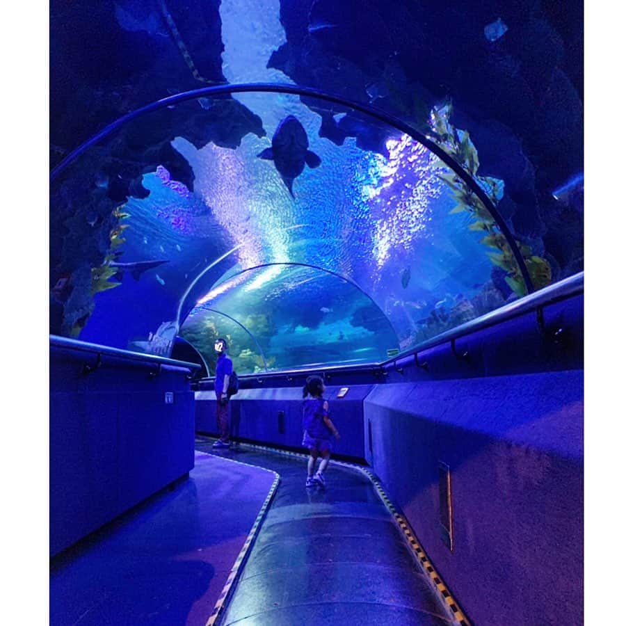 中村明花さんのインスタグラム写真 - (中村明花Instagram)「. マレーシアではAquaria KLCCという水族館に行ってきました𓆡﻿ ﻿ 水槽トンネルではベルトコンベアの上に乗って移動させてくれるのも面白かった♪﻿ ﻿ 娘も大興奮で、触ったり見たり、CGの動物とたわむれたり（←ハイテクだった）と終始大興奮✩﻿ ﻿ ﻿ とっても楽しんでいたので、﻿ せっかくだし記念にお土産コーナーで何か1つ買っていいよと言って娘が選んだのが最後の写真。﻿ ﻿ いやいやチョイスおかしいでしょ( ・∇・)﻿ ﻿ ﻿ #1回も見てない恐竜﻿ #なぜ（笑）﻿ #お魚さんに喜んでた気持ちどこいった﻿ #まぁ笑顔たくさん見れたのでいっか♪」5月17日 12時50分 - sayaka_nakamura3