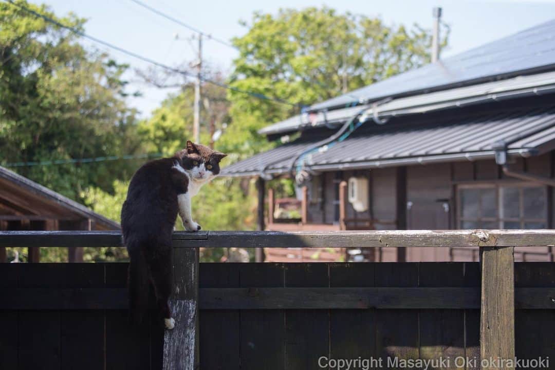 Masayukiさんのインスタグラム写真 - (MasayukiInstagram)「あばよ！  #cat #ねこ #泥棒ねこさん」5月17日 12時51分 - okirakuoki