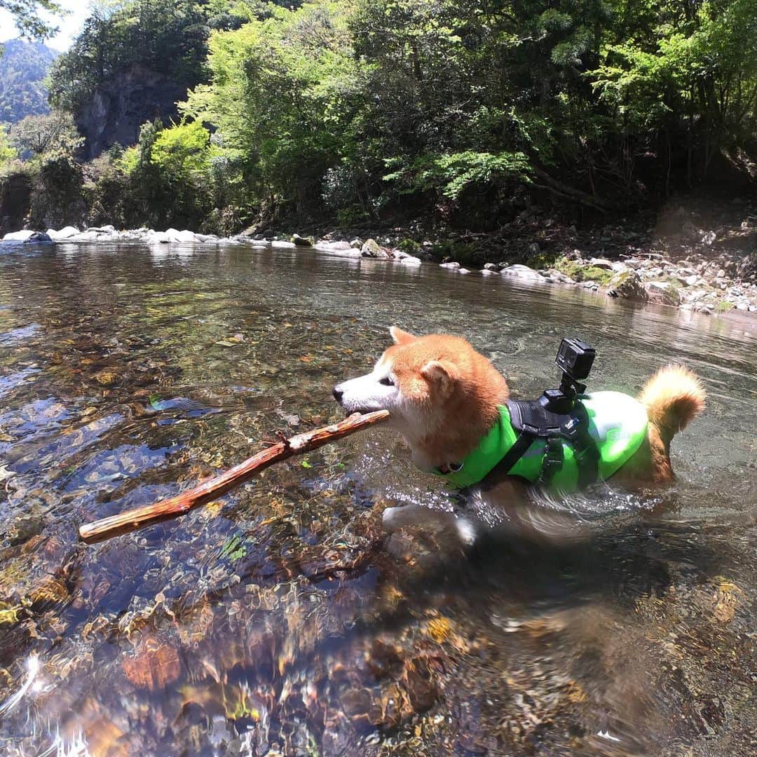 BlackRed shibasさんのインスタグラム写真 - (BlackRed shibasInstagram)「今日は暑い… . lovely Musashi! . . . #neneandmusashi2019 #GoPro #GoProJP #ゴープロ #shiba #shibinu #柴犬 #しばいぬ #japan #水遊び#gopropets #lovely #cute #goprodog #goproのある生活 #日本犬 #river #dog #happy #goprohero7 #hero7black #otvadventures #besomedoggy #doggo #goprodogsquad #capturedifferent #柴犬ライフ」5月17日 12時56分 - black_red_jp