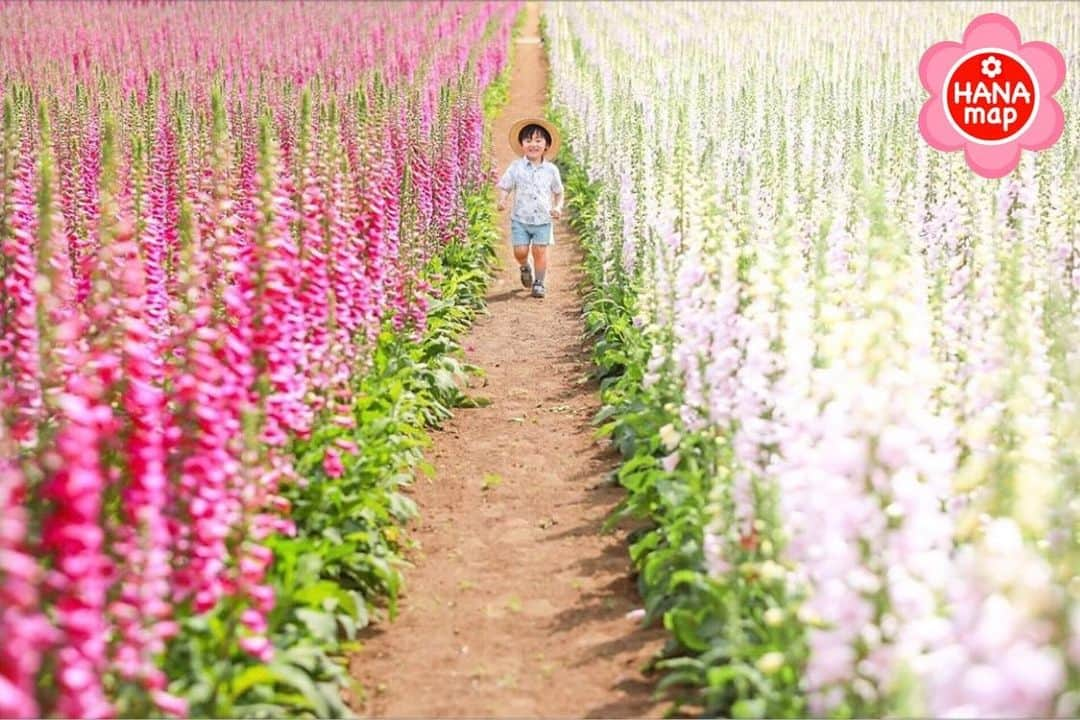 はなまっぷ❁日本の花風景のインスタグラム