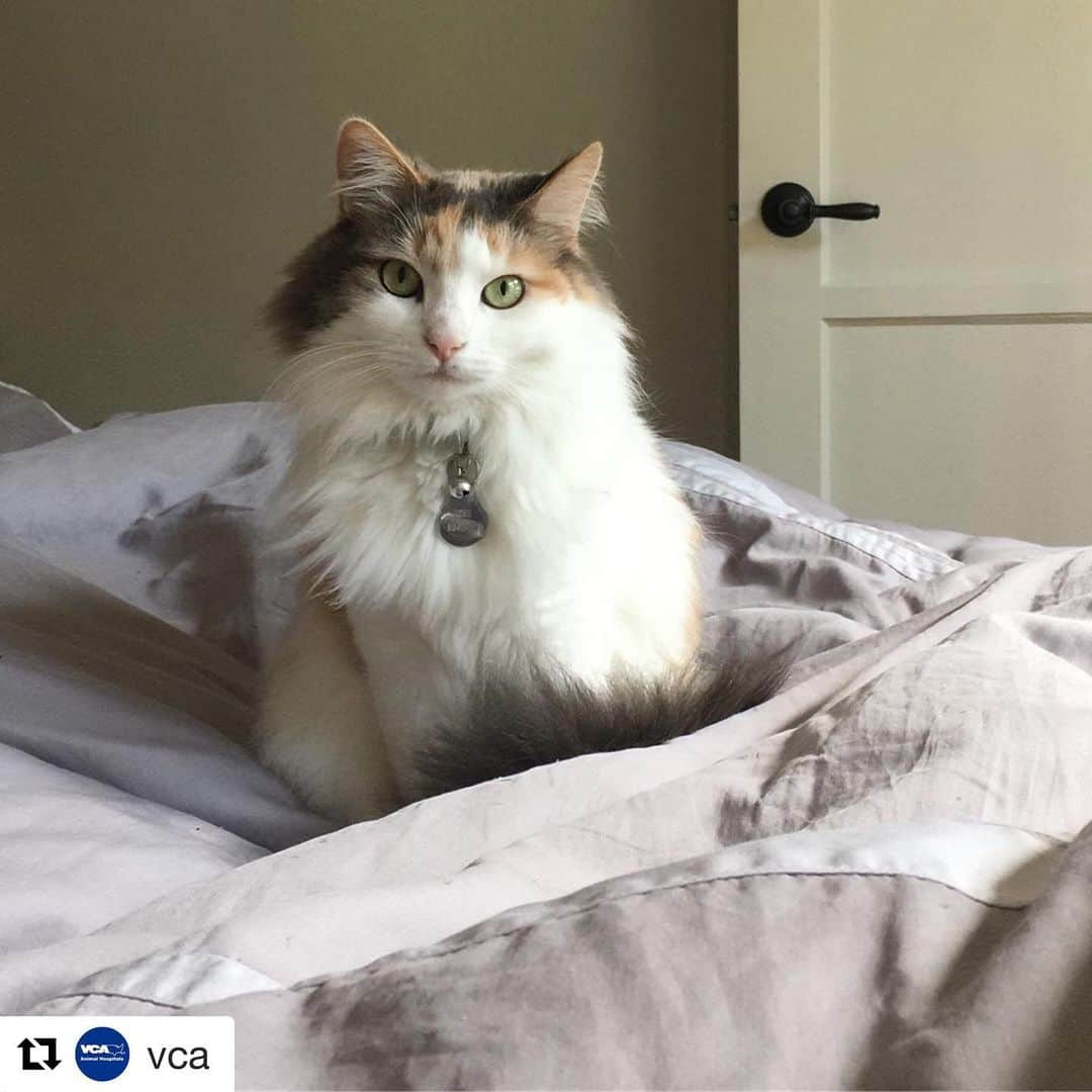 City the Kittyさんのインスタグラム写真 - (City the KittyInstagram)「Dear @vca, There’s no greater gift you could give a cat than to not amputate their toe bones and claws. 🙏🏻 Please stop declawing in your U.S animal hospitals. 🙏🏻@vca_canada stopped declawing last year and we know you can be brave and follow in their footsteps.  #Repost @vca with @get_repost ・・・ “What greater gift than the love of a cat.” -Charles Dickens #vcapets #meow #catsofinstagram #vcaanimalhospital #stopdeclawing .............. Friends please leave inspirational sayings like this on @vca ‘s photos so we can inspire VCA U.S to stop declawing. 🙏🏻🙏🏻 Also please sign my petition that’s on the link on my bio. ❤️❤️❤️❤️👍🏻💪🏻」5月17日 13時31分 - citythekitty