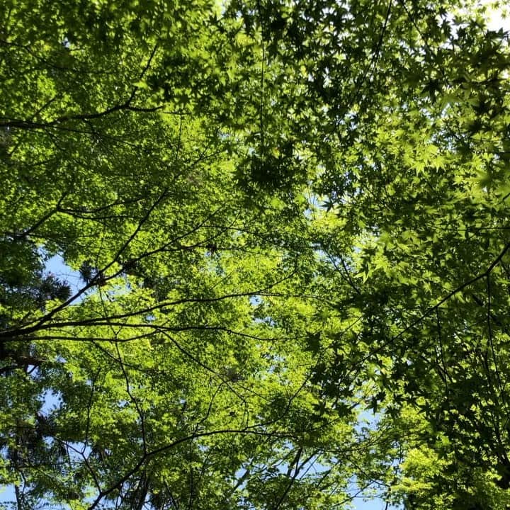 堤信子のグルメインスタ