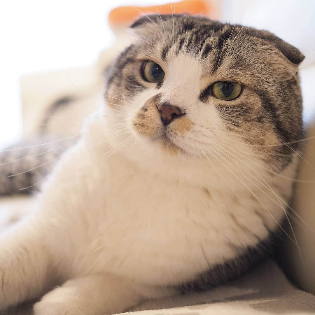 Hitomiさんのインスタグラム写真 - (HitomiInstagram)「2019.05.17  僕と一緒に お昼寝しにゃい？😽✨ な、お誘いに今日も負けそうですw . . #nyancon01 #猫八写真クラブ展2019 #pecoマガジン表紙デビュー #りぷちんに届け元気玉  #じゃこ#あご肉部 部長🍙 #ブヒブヒ倶楽部 #シブにゃん隊over10jr  #ねこ部#関西ねこ部#ふわもこ部 #ペコねこ部#もちぽよ部#みんねこ#お口まわり玉ねぎ隊#無敵の親バカ同盟 #スタペグラム」5月17日 14時23分 - jako0317