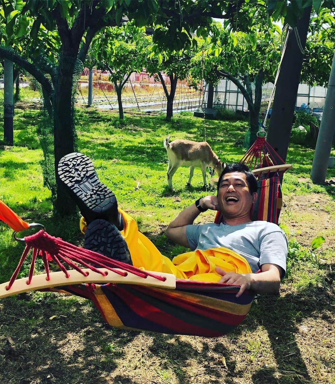 逸見太郎さんのインスタグラム写真 - (逸見太郎Instagram)「金曜ヨジデス中継 は  #須賀川市 #和田沓掛 #安部農縁 #ずっとこの味母の味 #大正10年から #ハンモック #ヤギ #ヨジデス #kfb  15:55〜 生放送お楽しみに❗️」5月17日 14時25分 - taro_itsumi
