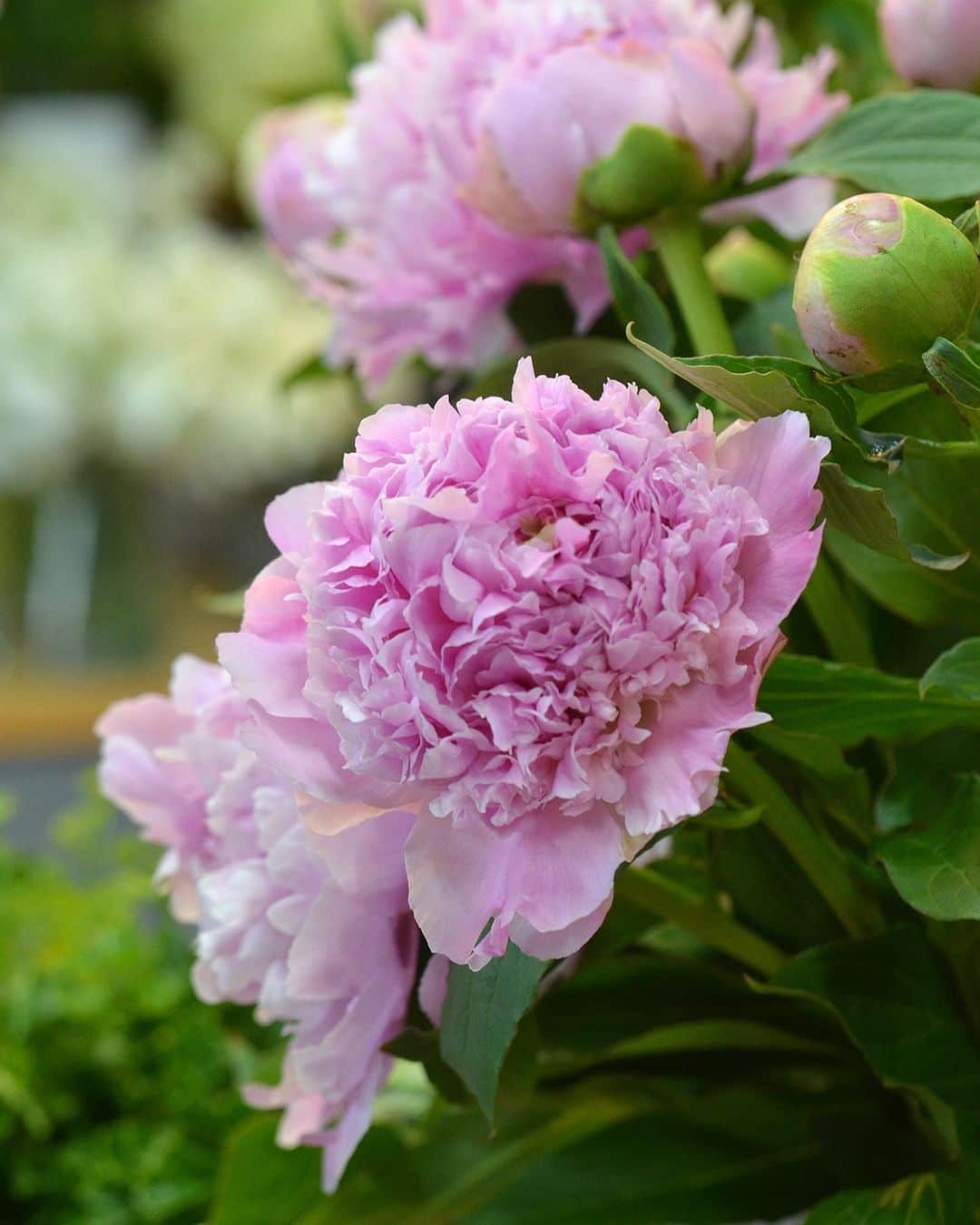 AOYAMA_HANAMOさんのインスタグラム写真 - (AOYAMA_HANAMOInstagram)「初夏の花、芍薬の季節がやってきました。 5月の誕生花でもある芍薬は、ピンク・赤・白などの花色、翁咲き・バラ咲き・手毬咲きなどの咲き方があり、品種によりさまざまです。青山店でもそれぞれ違った表情を見せています。優雅な花姿はもちろん、爽やかさを感じさせる香りもその魅力の一つ。6月中旬頃までのお取り扱いです。 - - - #flower #flowers #flowershop #florist #tokyo #aoyama #webstagram #flowerstagram #instagood #followme #花 #花屋 #フラワー #マクロ萌え部 #ザ花部 #花のある暮らし #花のある生活 #花育 #東京 #青山 #表参道 #芍薬 #シャクヤク #ピオニー #peony #earlysummer #フラワーギフト #flowergift #ブーケ #bouquet」5月17日 15時01分 - aoyama_hanamo