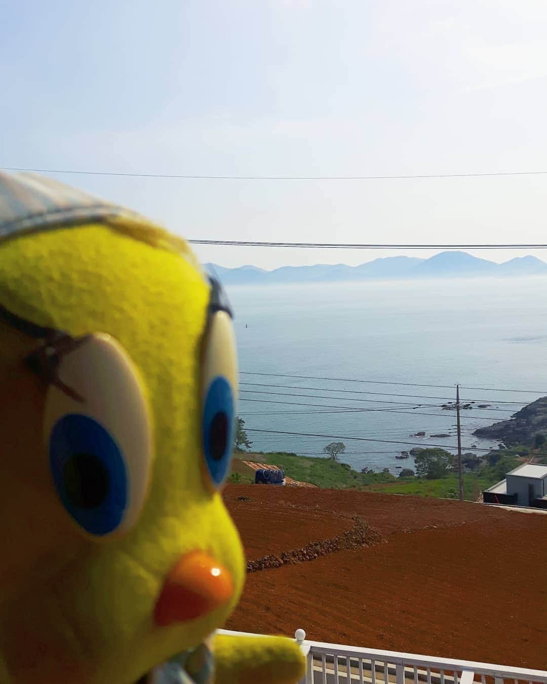 Little Yellow Birdさんのインスタグラム写真 - (Little Yellow BirdInstagram)「Spending a few days on Namhae in the south of South Korea; beautiful sea view from my room! #littleyellowbird #tweety #tweetykweelapis #adventures #yellow #bird #namhae #남해 #southkorea #zuidkorea #korea #travel #traveling #wanderlust #seaview #whalesdreamvilla #beach #bluesky #bluewater #stuffedanimalsofinstagram #plushiesofinstagram」5月17日 15時57分 - tweetykweelapis