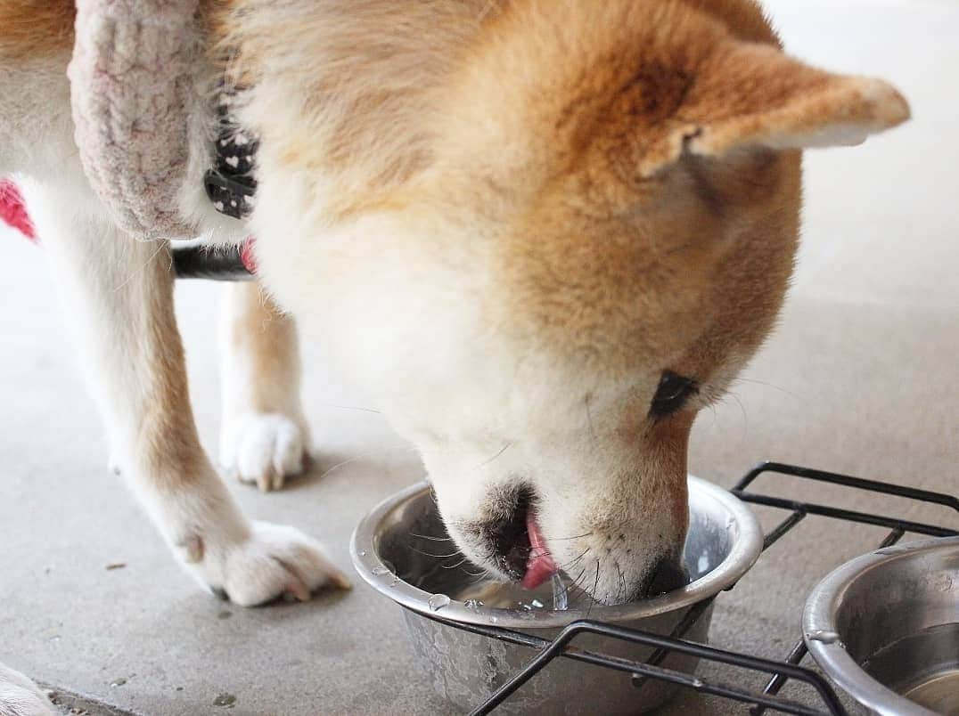 柴犬たま Shibainu Tamaさんのインスタグラム写真 - (柴犬たま Shibainu TamaInstagram)「お水が美味しーい‼🥤✨ * Caption trans🇬🇧 Water is delicious because it is hot‼🥤✨ * #柴犬たま #たママ #たま家族 #柴犬ミケ #一眼レフ #一眼レフカメラ #ゴクゴク #水分補給 #柴犬 #shiba #shibainu #shibastagram #犬 #dog #多頭飼い」5月17日 15時58分 - tama7653