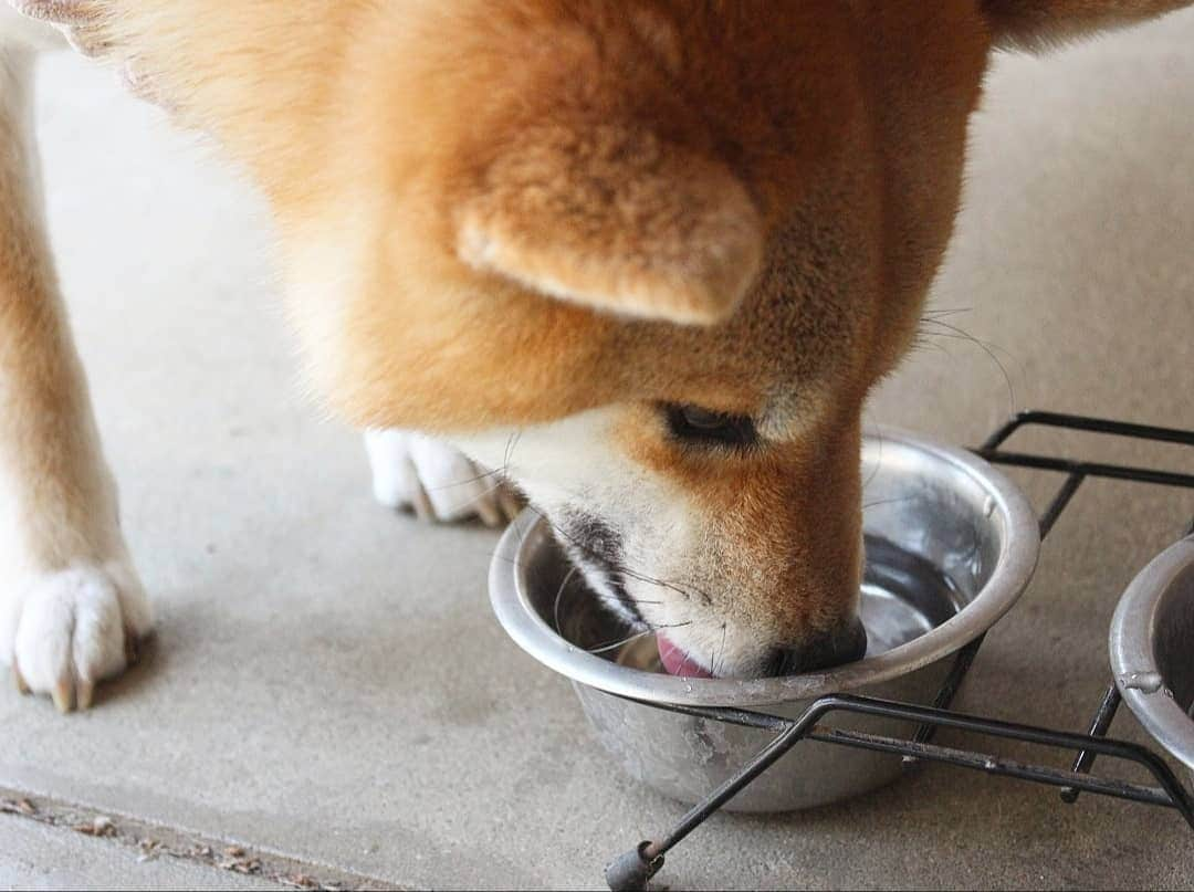 柴犬たま Shibainu Tamaさんのインスタグラム写真 - (柴犬たま Shibainu TamaInstagram)「お水が美味しーい‼🥤✨ * Caption trans🇬🇧 Water is delicious because it is hot‼🥤✨ * #柴犬たま #たママ #たま家族 #柴犬ミケ #一眼レフ #一眼レフカメラ #ゴクゴク #水分補給 #柴犬 #shiba #shibainu #shibastagram #犬 #dog #多頭飼い」5月17日 15時58分 - tama7653