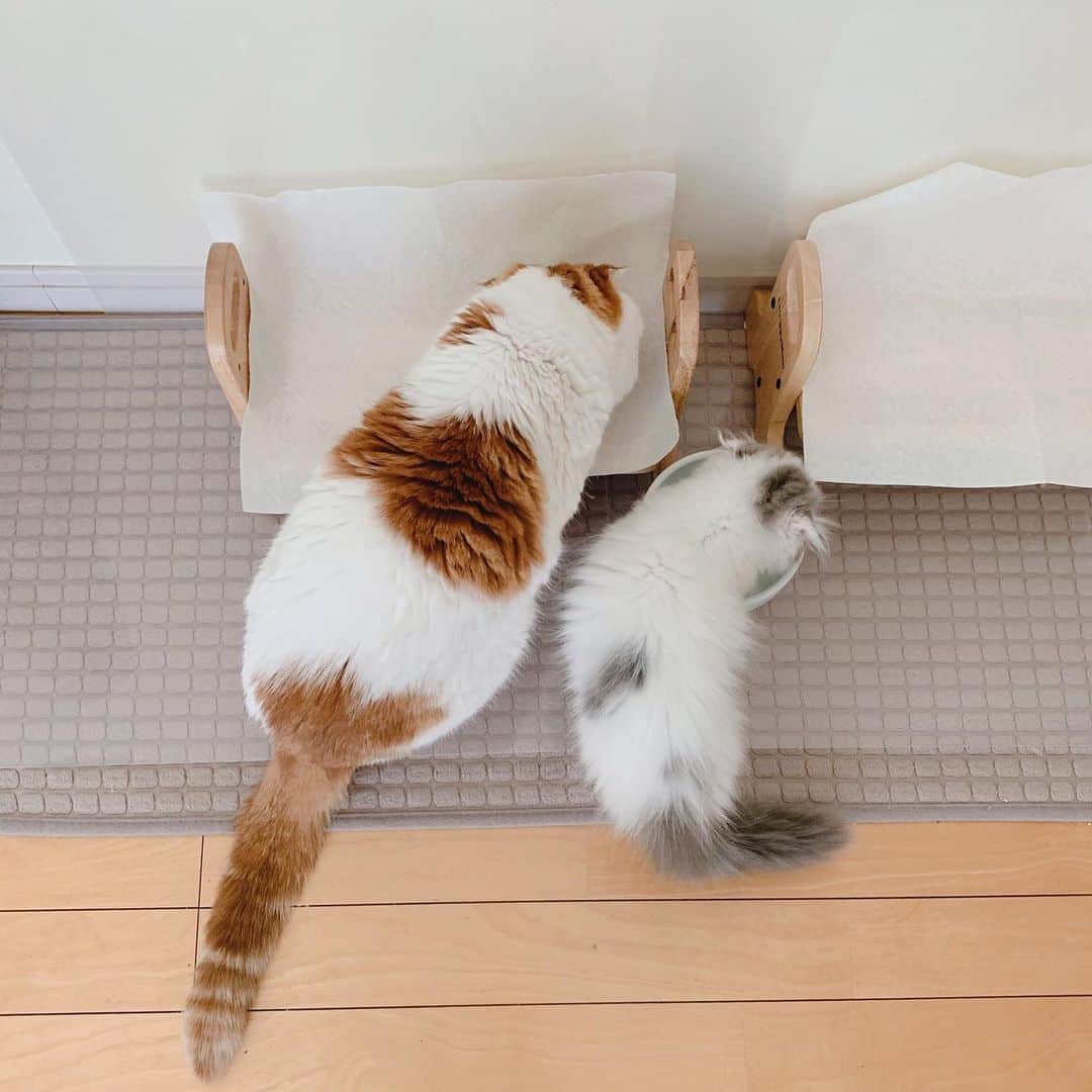 のんたのインスタグラム：「なかよし♡ なんだかおじいちゃんと孫みたいなふたりです😂 ・ #scottishfold #catstagram_japan #catsofinstagram #cats_of_instagram #catoftheday #purr #bestmeow #catlover #cutecat #kittensofinstagram #cute #スコティッシュフォールド」