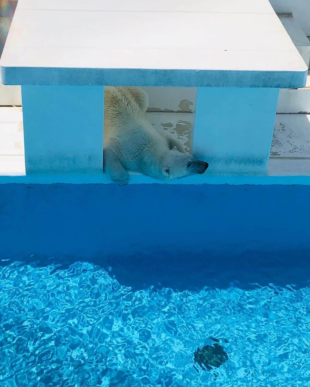 スザンヌさんのインスタグラム写真 - (スザンヌInstagram)「楽しかったーっ🦍❤️﻿ そしてげきあつだった😳﻿ ﻿ 🙋‍♂️見たい動物は全部見れたみたいだし、今日はホッキョクグマの﻿  #マルル 🐻♡も﻿ お顔が見れてわたしも嬉しかった﻿ ﻿ #熊本市動植物園 めちゃくちゃ行ってるけど真っ白のクジャク🦚がいるのはじめて知った！﻿ 美しかったし、子どもたちと共鳴してたよ😂笑 ﻿ ﻿ 汗だくなのと﻿ 何故だか全身葉っぱまみれ﻿ 砂まみれで帰ってそのままお風呂のコース🛁﻿ ここでも息子マルルの余韻🙄﻿ ﻿ いい思い出になりました❤︎﻿ ﻿ ﻿ #親子遠足」5月17日 16時15分 - suzanneeee1028