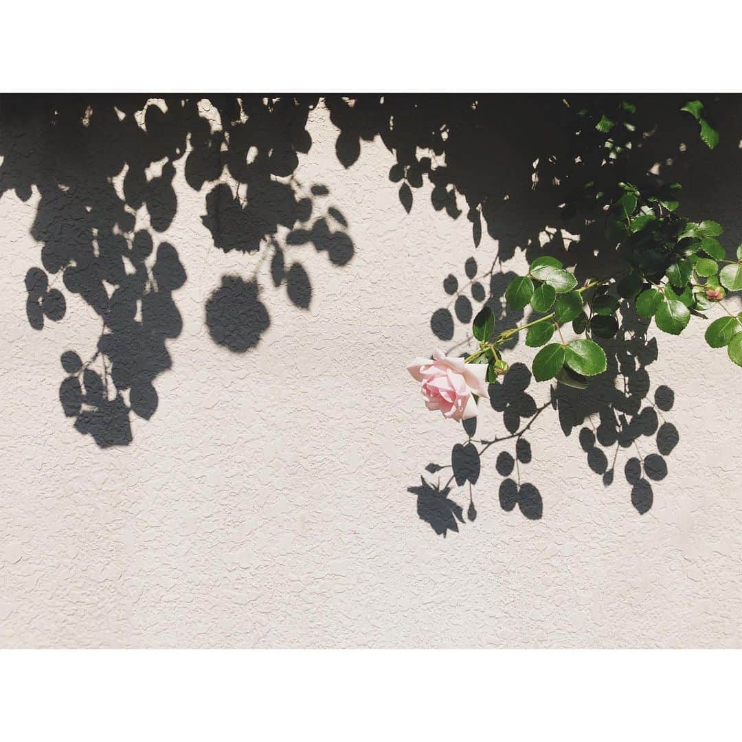 花楓さんのインスタグラム写真 - (花楓Instagram)「密かに楽しみにしている、 ご近所さんの💓  #今年も美しく咲いたねぇ〜」5月17日 16時09分 - _caede_