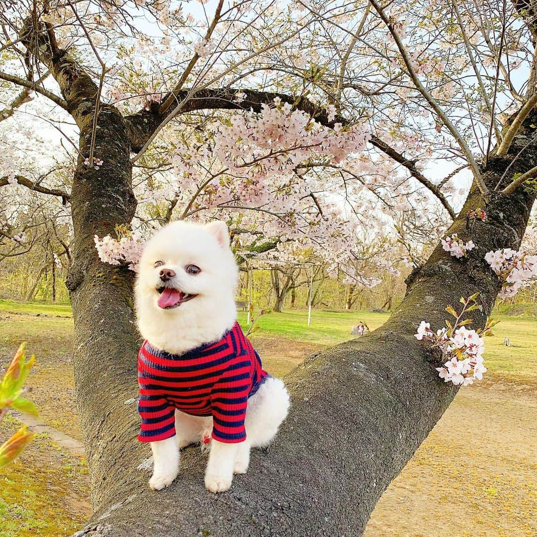 ニコちゃんさんのインスタグラム写真 - (ニコちゃんInstagram)「やっほい❣️みんな〜‼️令和はじまったでござるよ〜㊗️🐶🎊✨令和もよろしくやっほいでござる〜🐶👮🏻‍♀️💕 #令和 #遂にスタート #ちょっと出遅れた #新時代 #平成はお世話になりました #令和もよろしく #ありがとう #ポメリズム #ポメラニアン #白ポメ #pomeranian」5月17日 16時24分 - nico_susukita