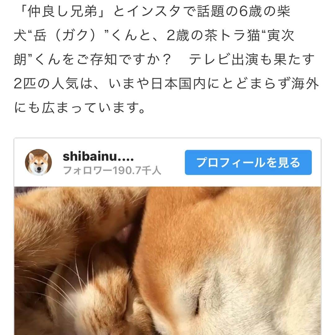 Kazumi-Gakumamaさんのインスタグラム写真 - (Kazumi-GakumamaInstagram)「ペット情報WEBメディア「わんにゃ365」で岳と寅次朗が紹介されました‼︎ https://wannya365.jp/article/column/513 🐾----*----*----*----🐾 Gaku and Torajiro were featured on Pet Information WEB Media "Wannya 365" 🐾----*----*----*----🐾 #柴犬 #岳 #柴犬岳 #柴犬ガク#gaku #shibainugaku #shiba #shibainu #shibastagram #いぬすたぐらむ #猫 #ねこ #寅次朗 #茶トラ #まるどら #gingercat #にゃんすたぐらむ #ねこすたぐらむ  #岳と寅次朗  #pecoいぬ部 #pecoねこ部 #pecotv #ふわもこ部 #ワンフルエンサー #ニャンフルエンサー #わんにゃ365 #20190517」5月17日 16時28分 - shibainu.gaku