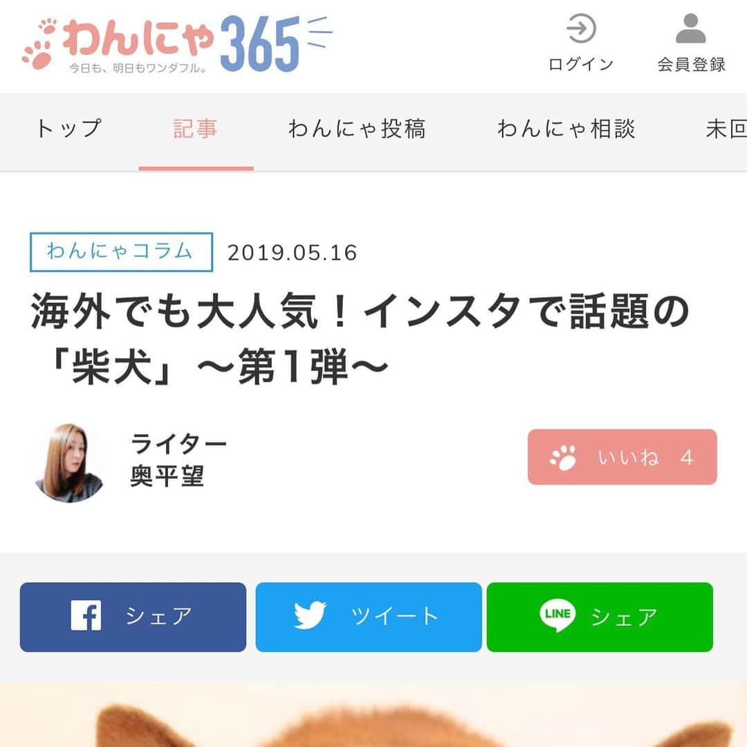 Kazumi-Gakumamaさんのインスタグラム写真 - (Kazumi-GakumamaInstagram)「ペット情報WEBメディア「わんにゃ365」で岳と寅次朗が紹介されました‼︎ https://wannya365.jp/article/column/513 🐾----*----*----*----🐾 Gaku and Torajiro were featured on Pet Information WEB Media "Wannya 365" 🐾----*----*----*----🐾 #柴犬 #岳 #柴犬岳 #柴犬ガク#gaku #shibainugaku #shiba #shibainu #shibastagram #いぬすたぐらむ #猫 #ねこ #寅次朗 #茶トラ #まるどら #gingercat #にゃんすたぐらむ #ねこすたぐらむ  #岳と寅次朗  #pecoいぬ部 #pecoねこ部 #pecotv #ふわもこ部 #ワンフルエンサー #ニャンフルエンサー #わんにゃ365 #20190517」5月17日 16時28分 - shibainu.gaku