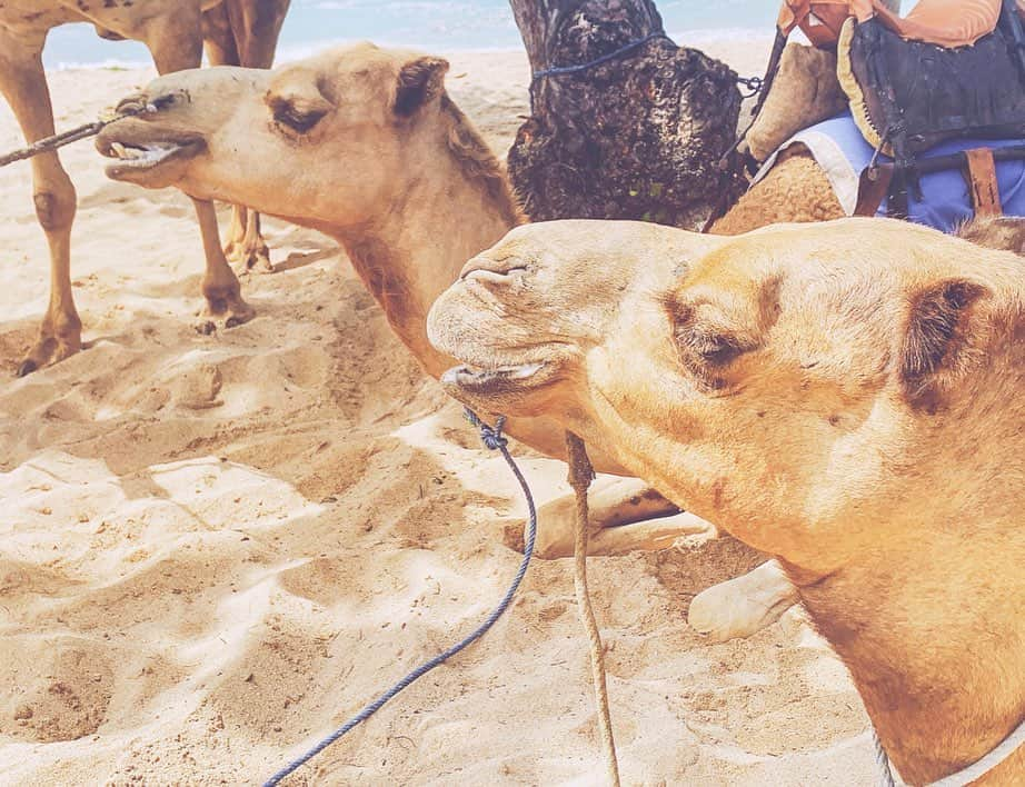 西村笑花さんのインスタグラム写真 - (西村笑花Instagram)「🐫 ・ ・ とっても可愛くて癒された〜🏝💓 #Unta #rakuda #balitrip #bali #emika_trip #🐫 #🐪」5月17日 16時31分 - emika_nishimura