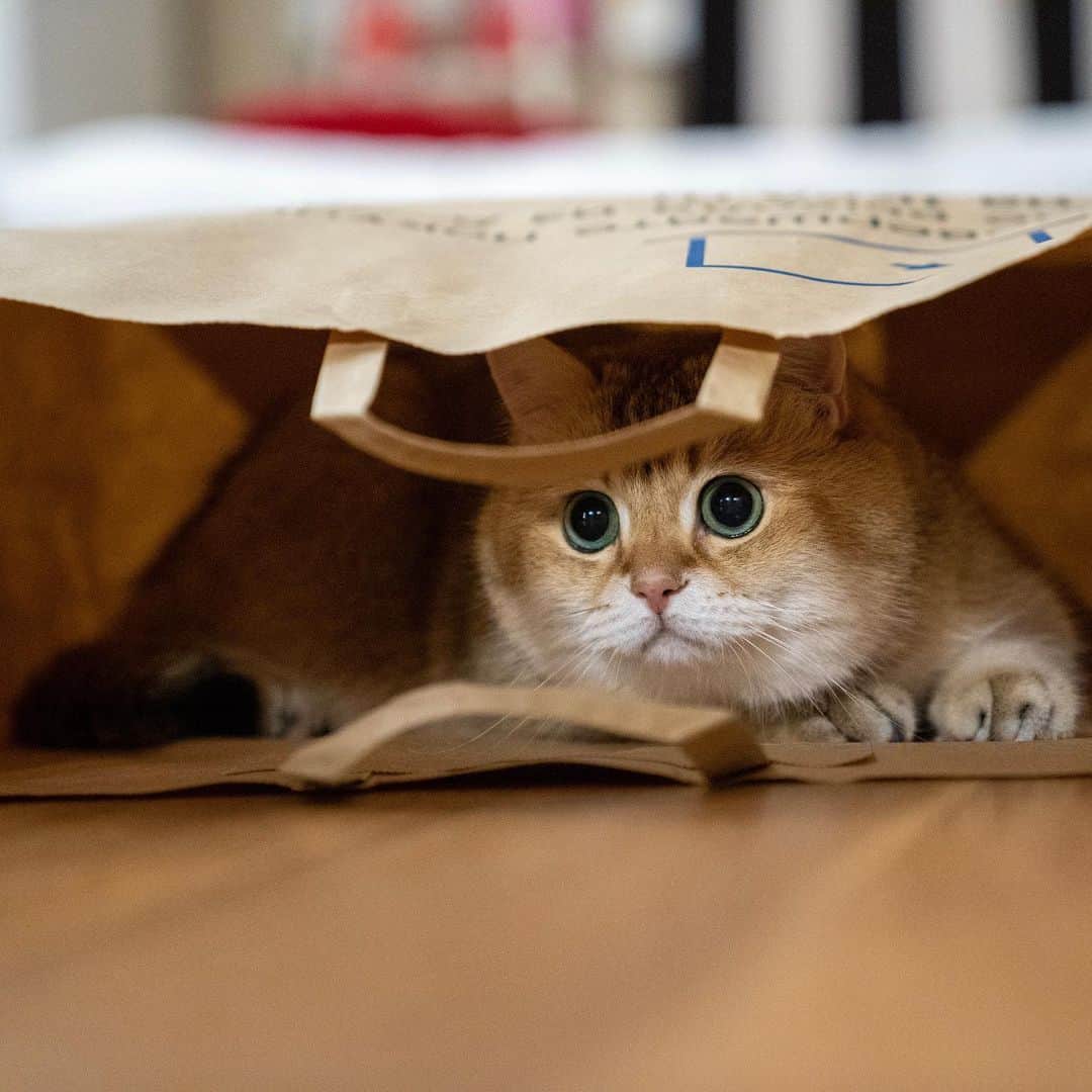 Hosicoさんのインスタグラム写真 - (HosicoInstagram)「Mom, do you mind if I hide down here? 🙈」5月17日 16時38分 - hosico_cat