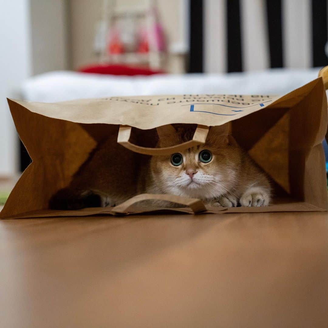 Hosicoさんのインスタグラム写真 - (HosicoInstagram)「Mom, do you mind if I hide down here? 🙈」5月17日 16時38分 - hosico_cat