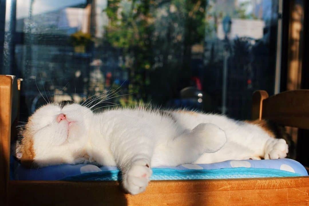 sancheloveさんのインスタグラム写真 - (sancheloveInstagram)「こんなに眩しかったら寝られないでしょ、と思うところでいつも爆睡してる。うららさん😴 #kitty#catstagram#catstagram_japan#petstagram#picneko#instacat#meow#catoftheday#catofworld#ilovemycat#funnycat#猫#ねこ#にゃんこ#みんねこ#にゃんだふるらいふ#ふわもこ部#にゃんこ#PECOねこ部#ねこまみれ#ねこ休み展#munchkin#calico#scotishfold#マンチカン#ねこのいる暮らし Urara」5月17日 17時08分 - sanchelove
