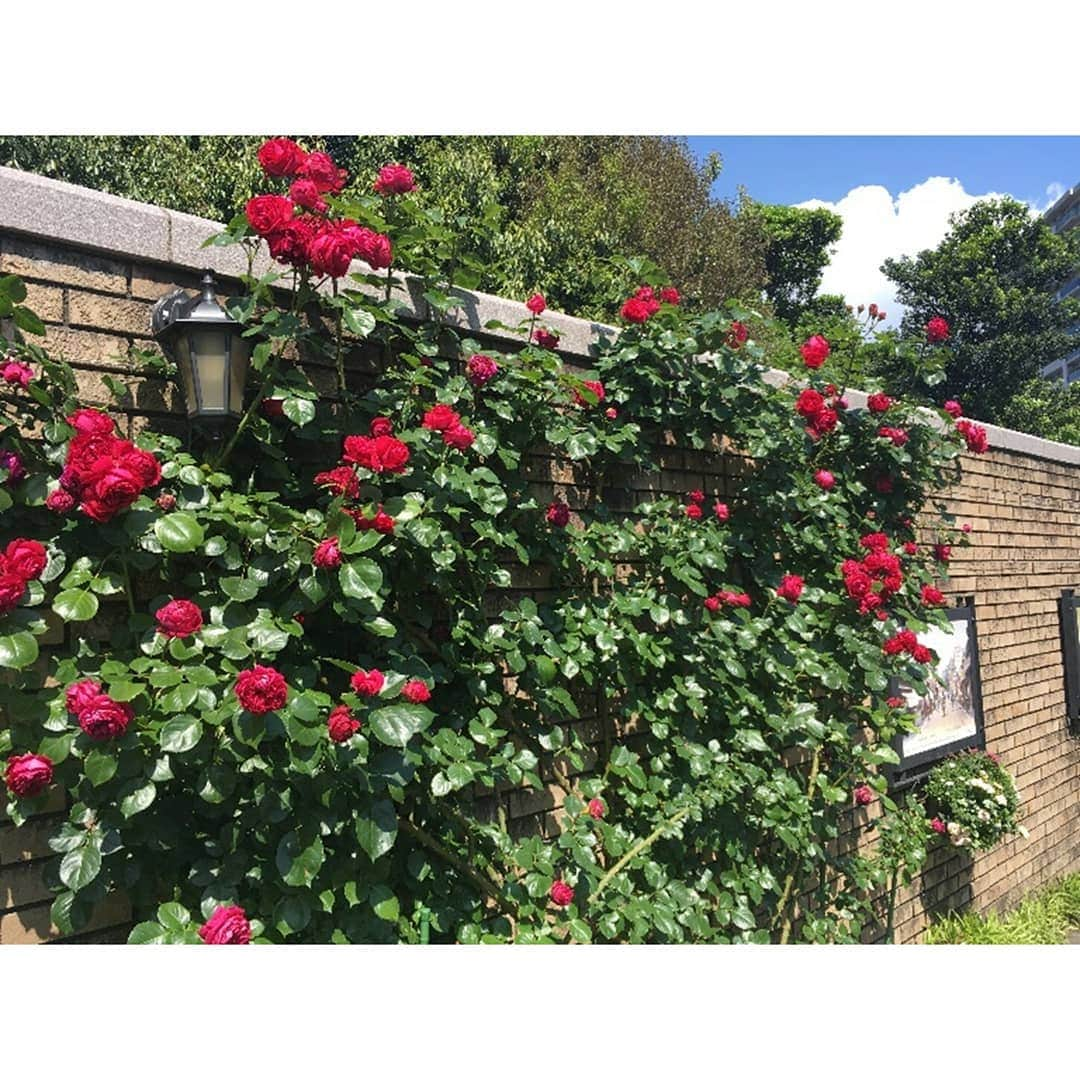 東京カメラ部 横浜分室さんのインスタグラム写真 - (東京カメラ部 横浜分室Instagram)「「アメリカ山公園でもバラを楽しめます♪」 . バラにあふれた港の見える丘公園や山下公園の様子をお伝えしておりますが、実は元町・中華街駅6番出口から直結している「アメリカ山公園」でもバラがきれいに咲き誇っています。 今週は横浜の市花であるバラを楽しんでみてはいかがでしょうか。 . みなとみらい線公式Facebook「わたしの横浜4.1キロさんぽ」で横浜の魅力を発信中！ そちらも是非ご覧下さい！<PR> . #みなとみらい線フォト散歩 #みなとみらい線フォトさんぽ #みなとみらい線 #横浜 #新高島 #みなとみらい #馬車道 #日本大通り #元町中華街 #yokohama #東京カメラ部 #Japan #photo #写真 #日本 #アメリカ山公園 #バラ #ばら #ばらの花 #はなまっぷ #横浜カメラ部 #神奈川カメラ部 #myyokohama #花好きな人と繋がりたい #バラが好き #お散歩 #kanagawaphotoclub #japantrip #japantravel #unknownjapan」5月17日 17時00分 - tcc.yokohama