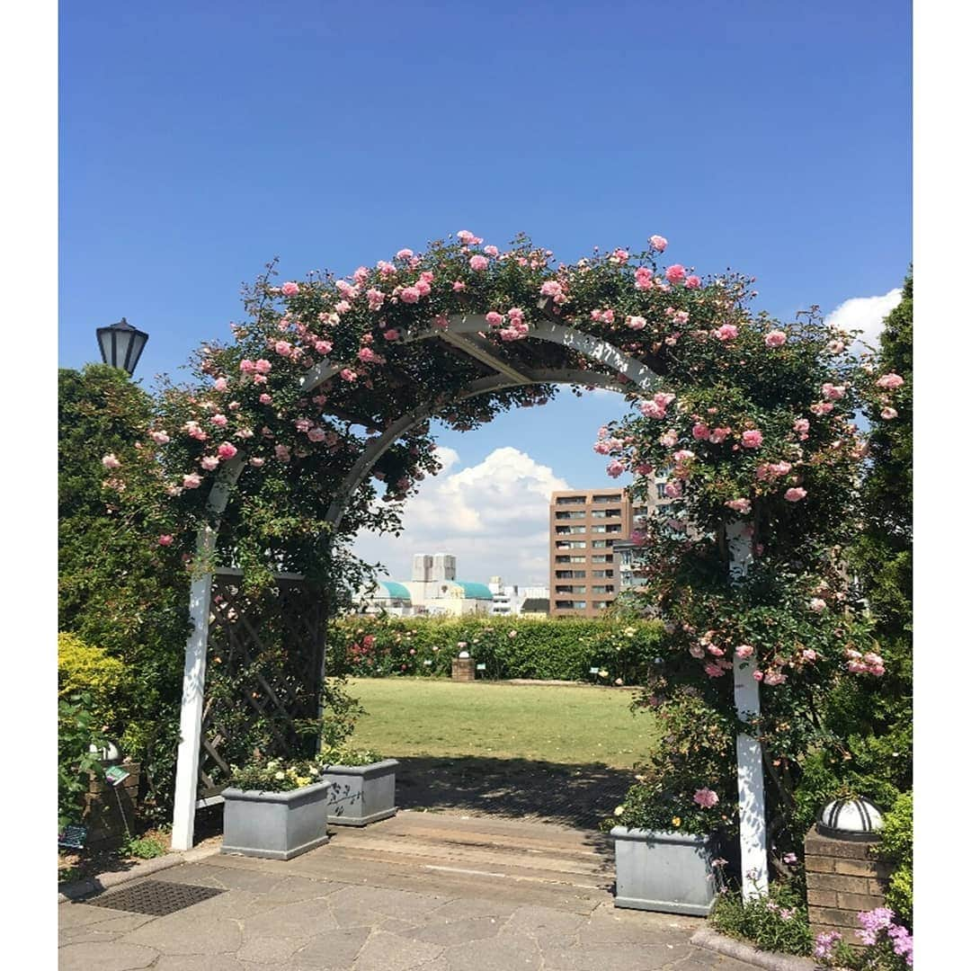 東京カメラ部 横浜分室さんのインスタグラム写真 - (東京カメラ部 横浜分室Instagram)「「アメリカ山公園でもバラを楽しめます♪」 . バラにあふれた港の見える丘公園や山下公園の様子をお伝えしておりますが、実は元町・中華街駅6番出口から直結している「アメリカ山公園」でもバラがきれいに咲き誇っています。 今週は横浜の市花であるバラを楽しんでみてはいかがでしょうか。 . みなとみらい線公式Facebook「わたしの横浜4.1キロさんぽ」で横浜の魅力を発信中！ そちらも是非ご覧下さい！<PR> . #みなとみらい線フォト散歩 #みなとみらい線フォトさんぽ #みなとみらい線 #横浜 #新高島 #みなとみらい #馬車道 #日本大通り #元町中華街 #yokohama #東京カメラ部 #Japan #photo #写真 #日本 #アメリカ山公園 #バラ #ばら #ばらの花 #はなまっぷ #横浜カメラ部 #神奈川カメラ部 #myyokohama #花好きな人と繋がりたい #バラが好き #お散歩 #kanagawaphotoclub #japantrip #japantravel #unknownjapan」5月17日 17時00分 - tcc.yokohama