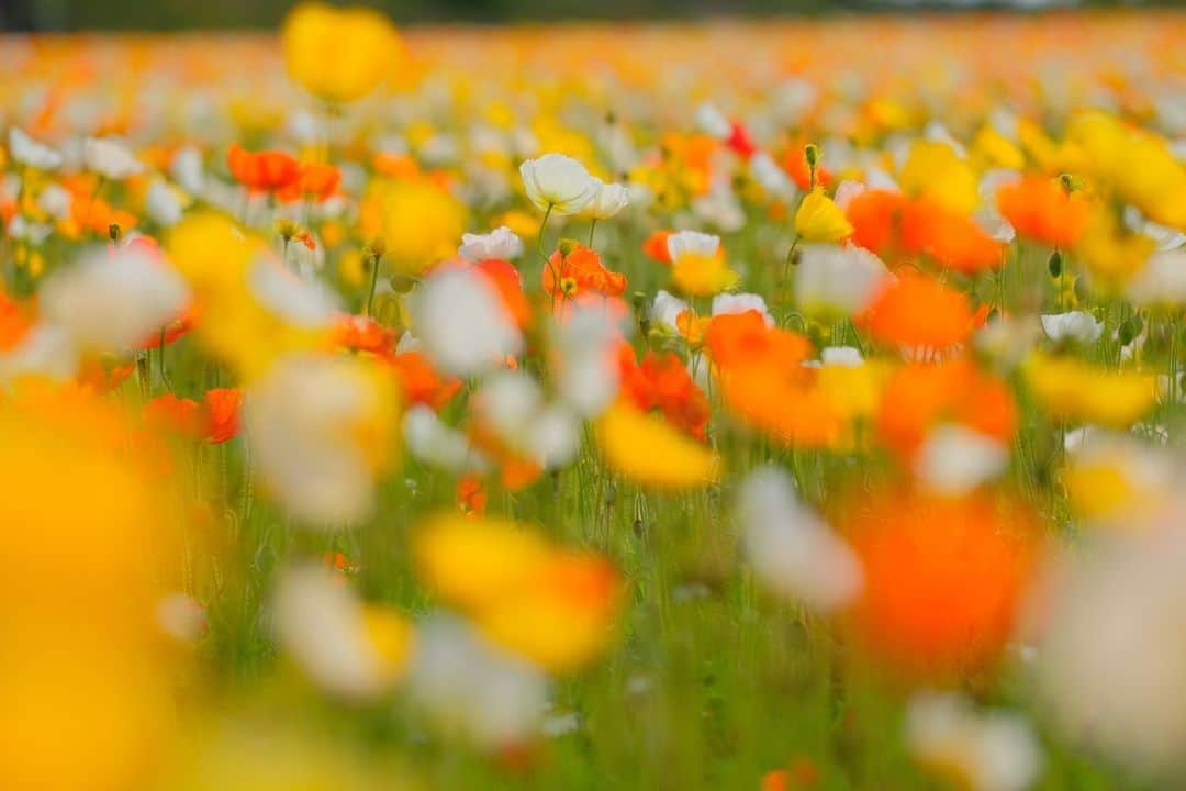 花の写真館さんのインスタグラム写真 - (花の写真館Instagram)「【世羅高原 x FUJIFILM Xseries 「世羅花だより」】⠀ .⠀ 世羅高原ではポピーが花盛り。赤、オレンジ、白、黄色の花が風に揺れています。XF90mmのレンズの魅力は何といっても美しいボケ味。ふわふわの花びらの質感を出し、茎のラインがうるさくならないように、茎の部分に前ボケとして花を重ねています。どんな世界が見えるんだろうと、ファインダーをのぞくのが楽しい一本です。<PR>⠀ .⠀ カメラ　FUJIFILM X-T2⠀ レンズ　FUJINON XF90mmF2 R LM WR⠀ 撮影条件　F2　1/14000秒　ISO800⠀ .⠀ Facebook⠀ https://www.facebook.com/seracamera/⠀ Instagram⠀ https://www.instagram.com/seracamera/⠀ 香山ラベンダーの丘 http://www.mcat.ne.jp/~kurose/ .⠀ #花の写真館 #floralphotograph #floralphoto #flower #flowers #富士フイルム #FUJIFILM #xseries #fujifilm_xseries #fujinon #Xシリーズ #今日もX日和 #fujifilmxt2 #xt2 #xf16 #xf16mm⠀ Follow: @floral.photograph」5月17日 17時00分 - floral.photograph