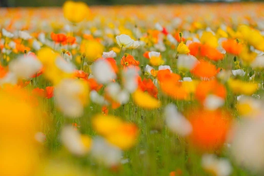 花の写真館のインスタグラム：「【世羅高原 x FUJIFILM Xseries 「世羅花だより」】⠀ .⠀ 世羅高原ではポピーが花盛り。赤、オレンジ、白、黄色の花が風に揺れています。XF90mmのレンズの魅力は何といっても美しいボケ味。ふわふわの花びらの質感を出し、茎のラインがうるさくならないように、茎の部分に前ボケとして花を重ねています。どんな世界が見えるんだろうと、ファインダーをのぞくのが楽しい一本です。<PR>⠀ .⠀ カメラ　FUJIFILM X-T2⠀ レンズ　FUJINON XF90mmF2 R LM WR⠀ 撮影条件　F2　1/14000秒　ISO800⠀ .⠀ Facebook⠀ https://www.facebook.com/seracamera/⠀ Instagram⠀ https://www.instagram.com/seracamera/⠀ 香山ラベンダーの丘 http://www.mcat.ne.jp/~kurose/ .⠀ #花の写真館 #floralphotograph #floralphoto #flower #flowers #富士フイルム #FUJIFILM #xseries #fujifilm_xseries #fujinon #Xシリーズ #今日もX日和 #fujifilmxt2 #xt2 #xf16 #xf16mm⠀ Follow: @floral.photograph」