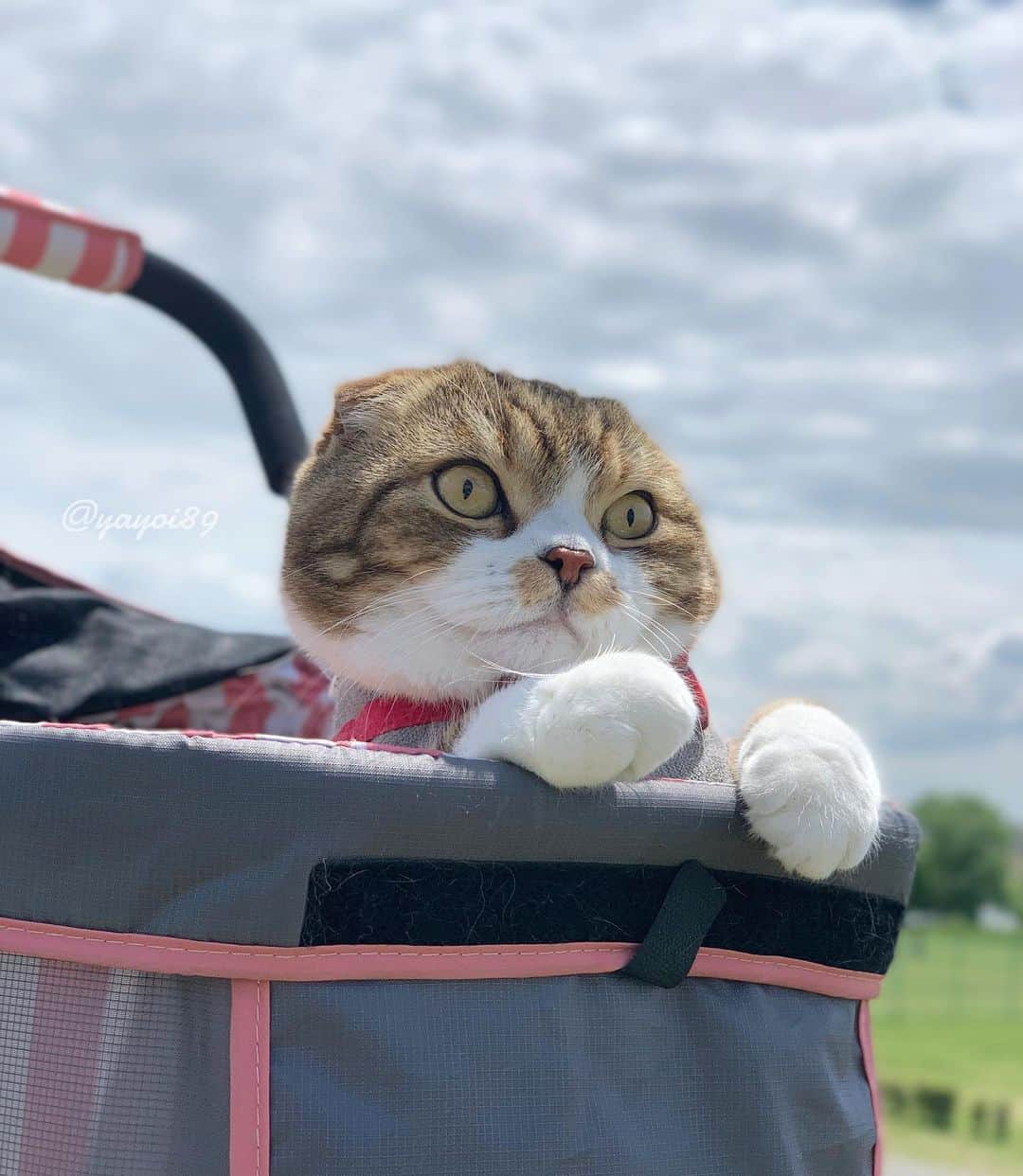 yayoi89さんのインスタグラム写真 - (yayoi89Instagram)「It really just looks like Doraemon 💙🙌🏻 . まん丸のお手てとかもう、ドラえもんにしか見えない💙✊✊ . #doraemon #ドラえもん #catsofinstagram #9gag #meowed #scottishfold #happycat #ig_japan #igersjp #topcatphoto #cat_features #paws #weeklyfluff #pleasantcats #adorable #cats_of_world  #bestmeow #excellent_cats」5月17日 17時03分 - yayoi89