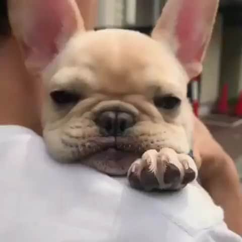 French Bulldogのインスタグラム