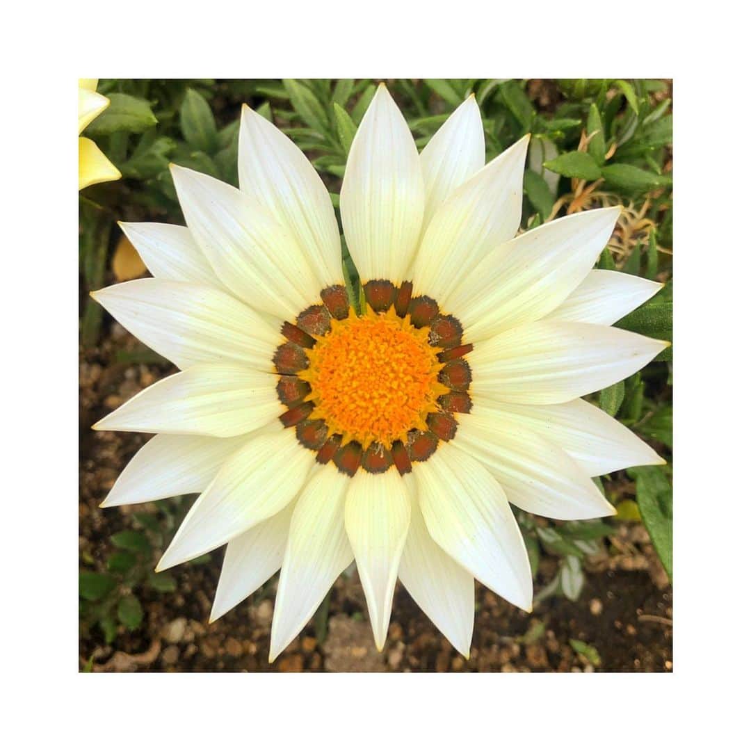 森千波さんのインスタグラム写真 - (森千波Instagram)「#1000hana . . . .  #gazania#flowers#white#ガザニア#花#白」5月17日 17時34分 - 1000wave